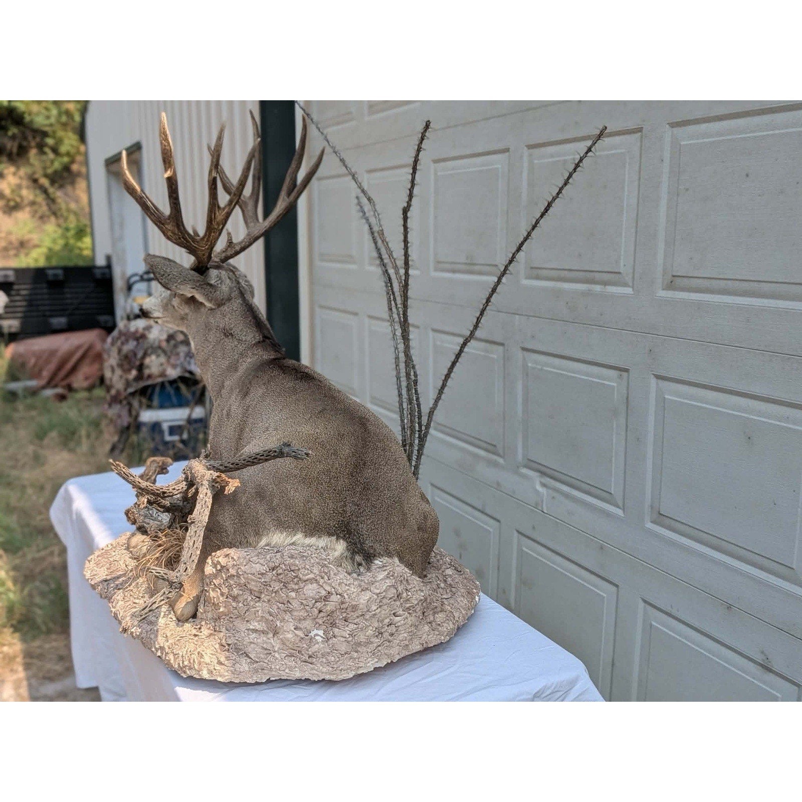 FHPATMU21 - Desert Mule Deer Full Body Taxidermy Mount