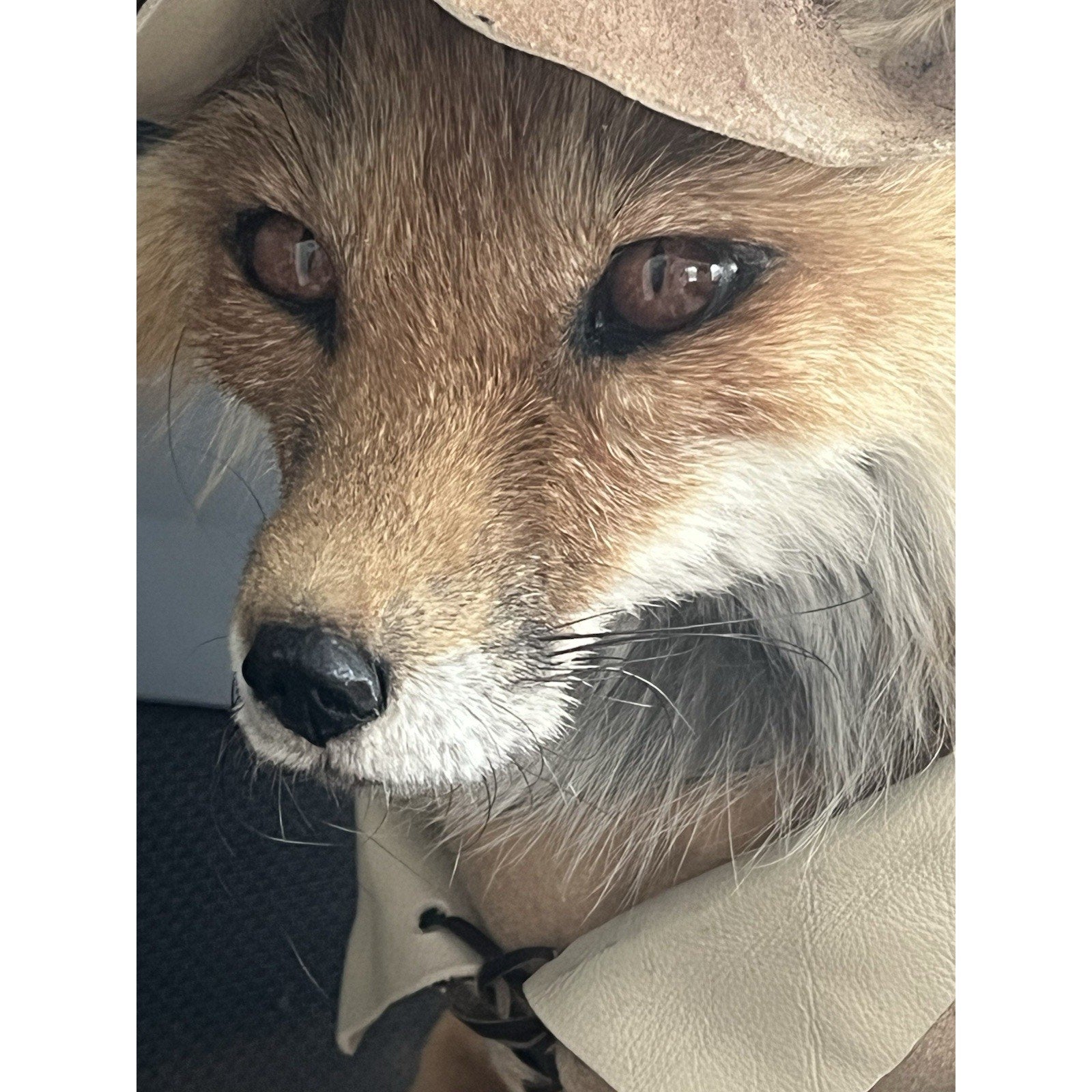 FHWL37 - Robinhood Red Fox Custom Made Taxidermy Mount