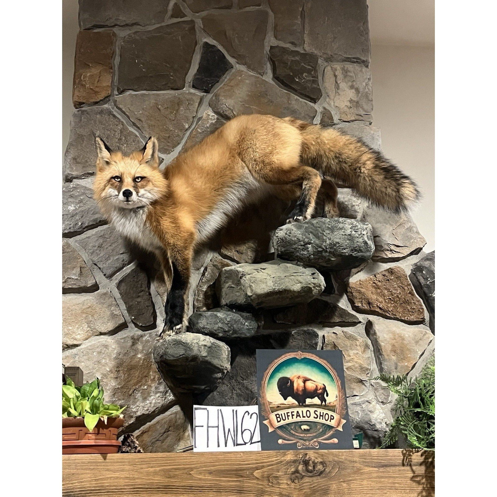 FHWL62 - Red Fox Taxidermy Full Body Mount