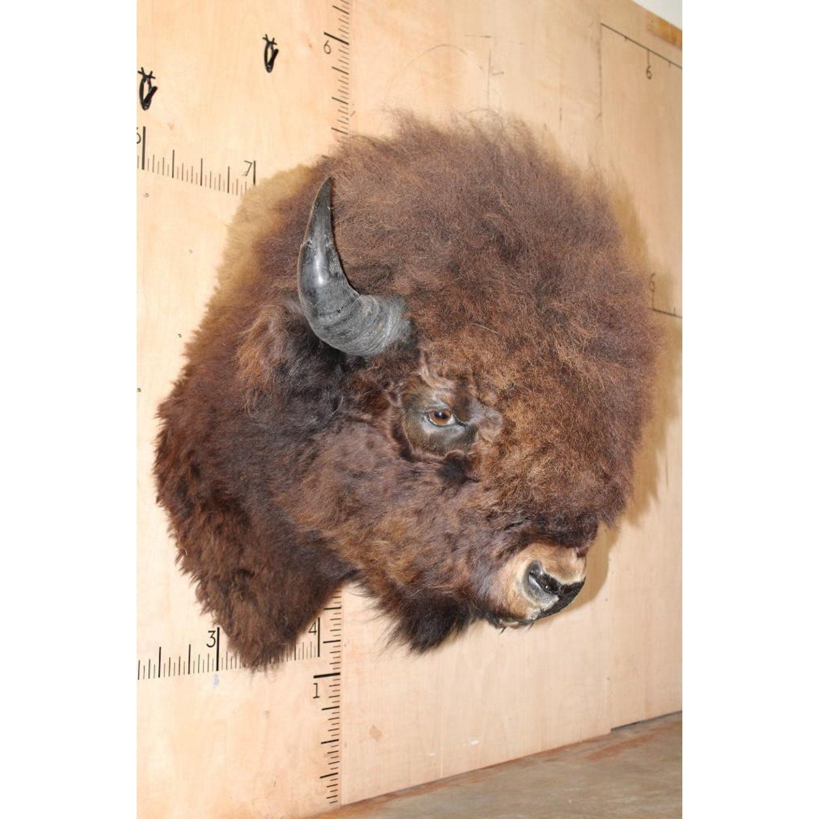 FHBRENT1 - XXL BISON Shoulder Mount Taken in the Northwest Territory (Canada)