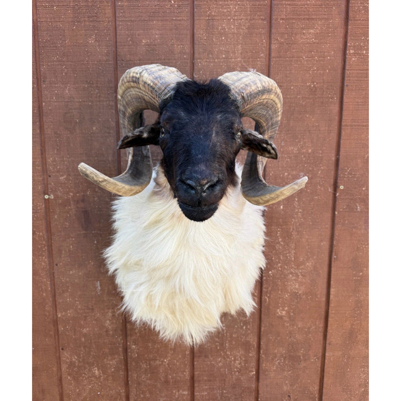 FHCW1 - Exotic Color Corsican ram Shoulder Mount Quality Fluffy Taxidermy