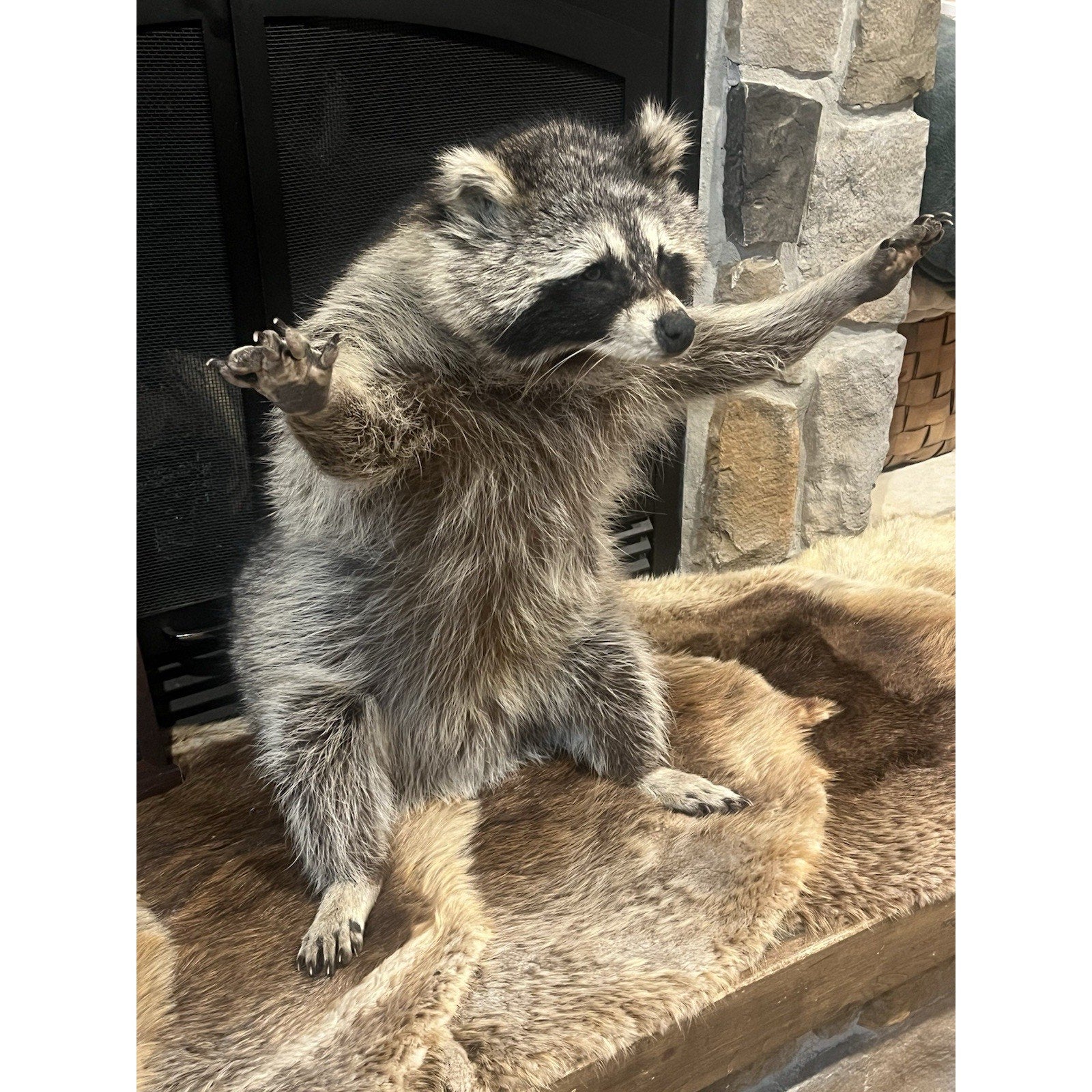 FHWL134 - Fat Raccoon Taxidermy Mount