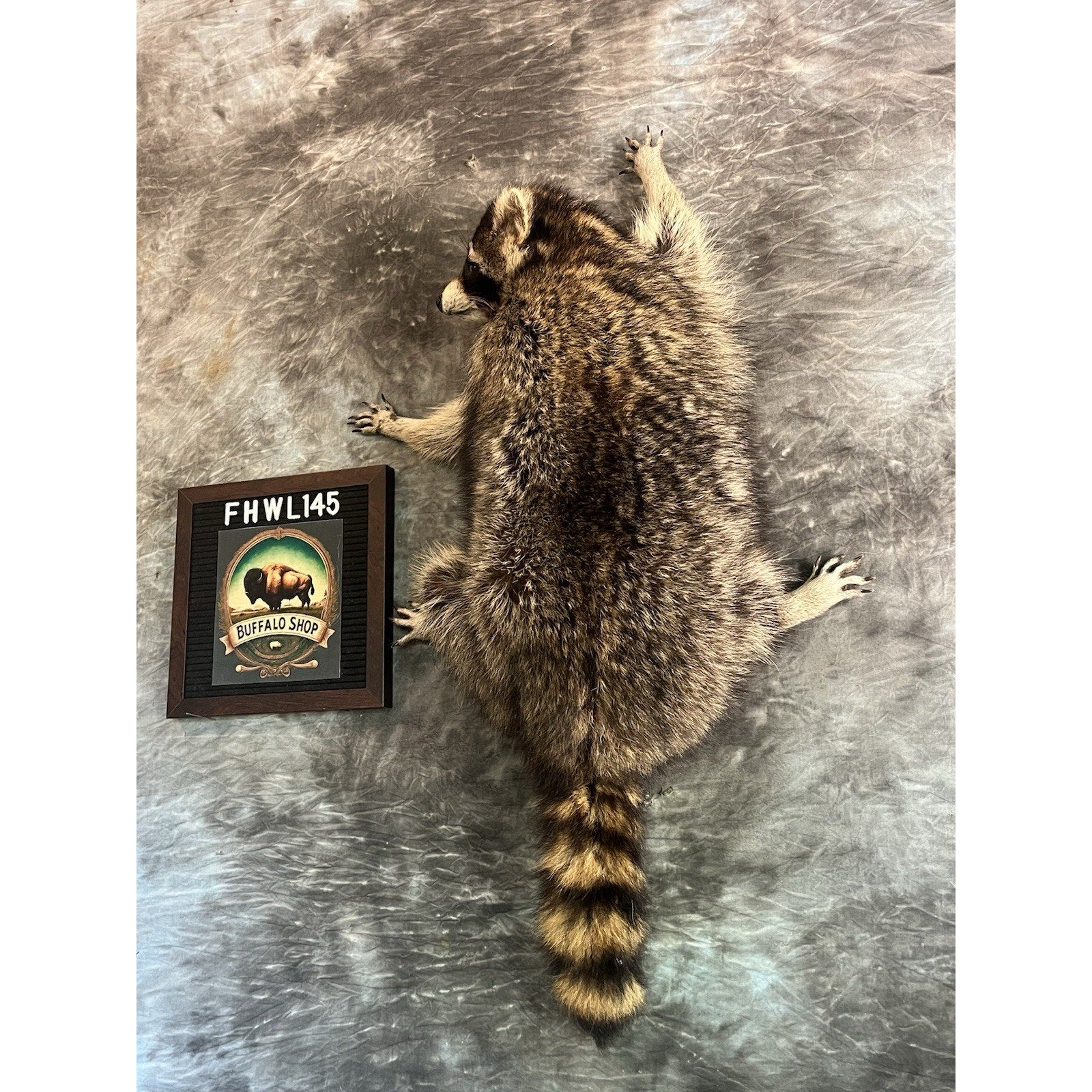 FHWL145- Fat Raccoon Taxidermy Mount