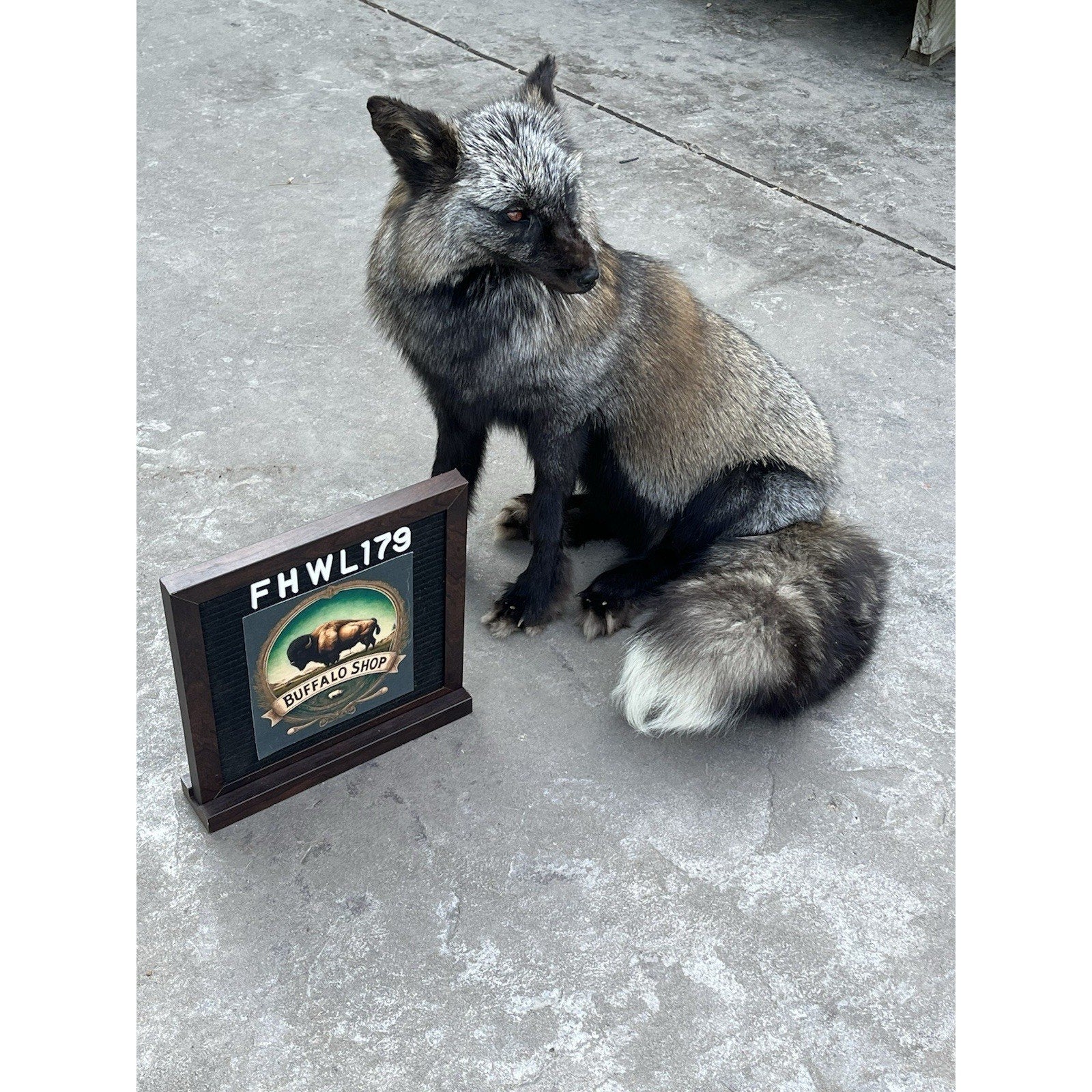 FHWL179 - Museum Quality Black Taxidermy mount