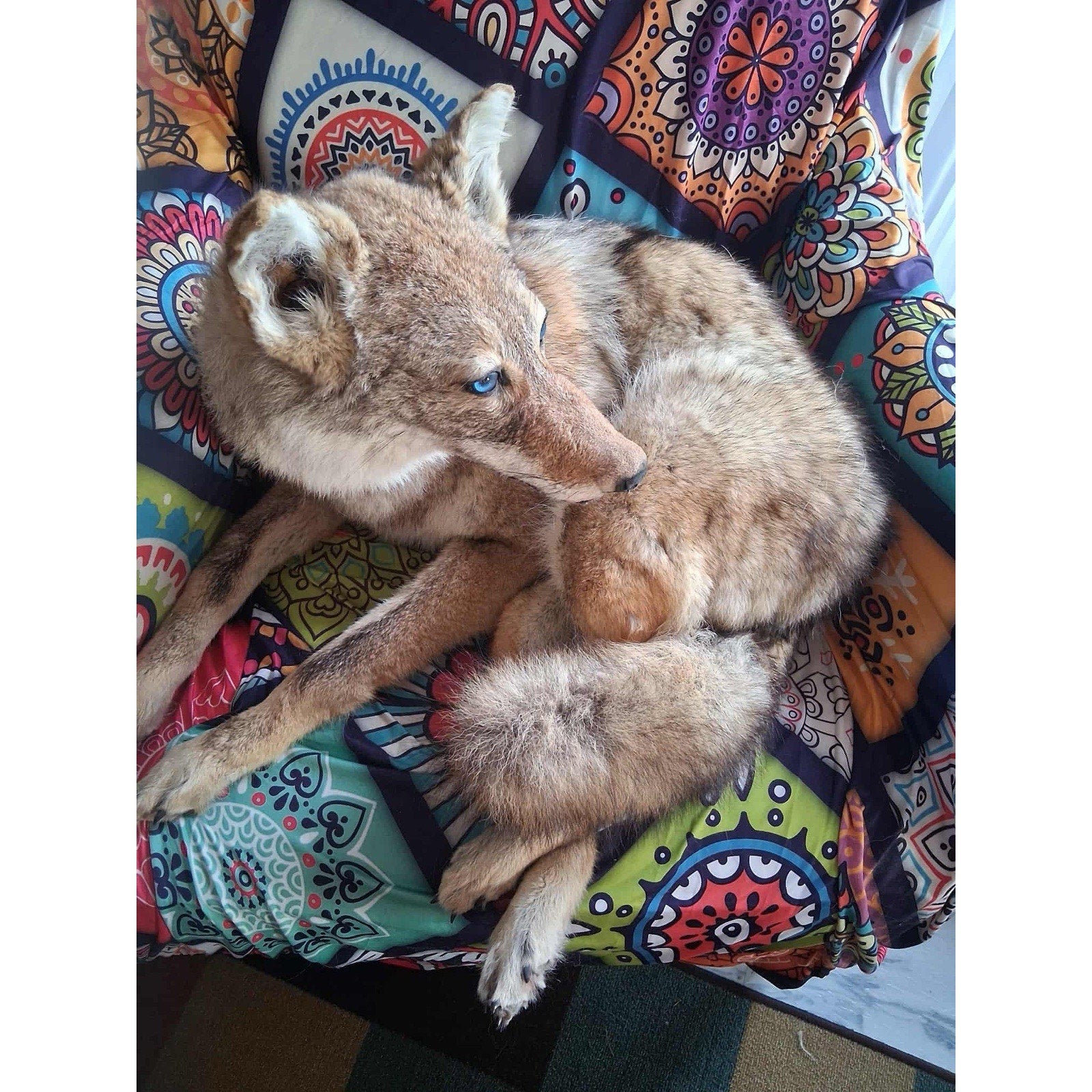 FHKIM272 - Coyote Taxidermy Full Body Mount