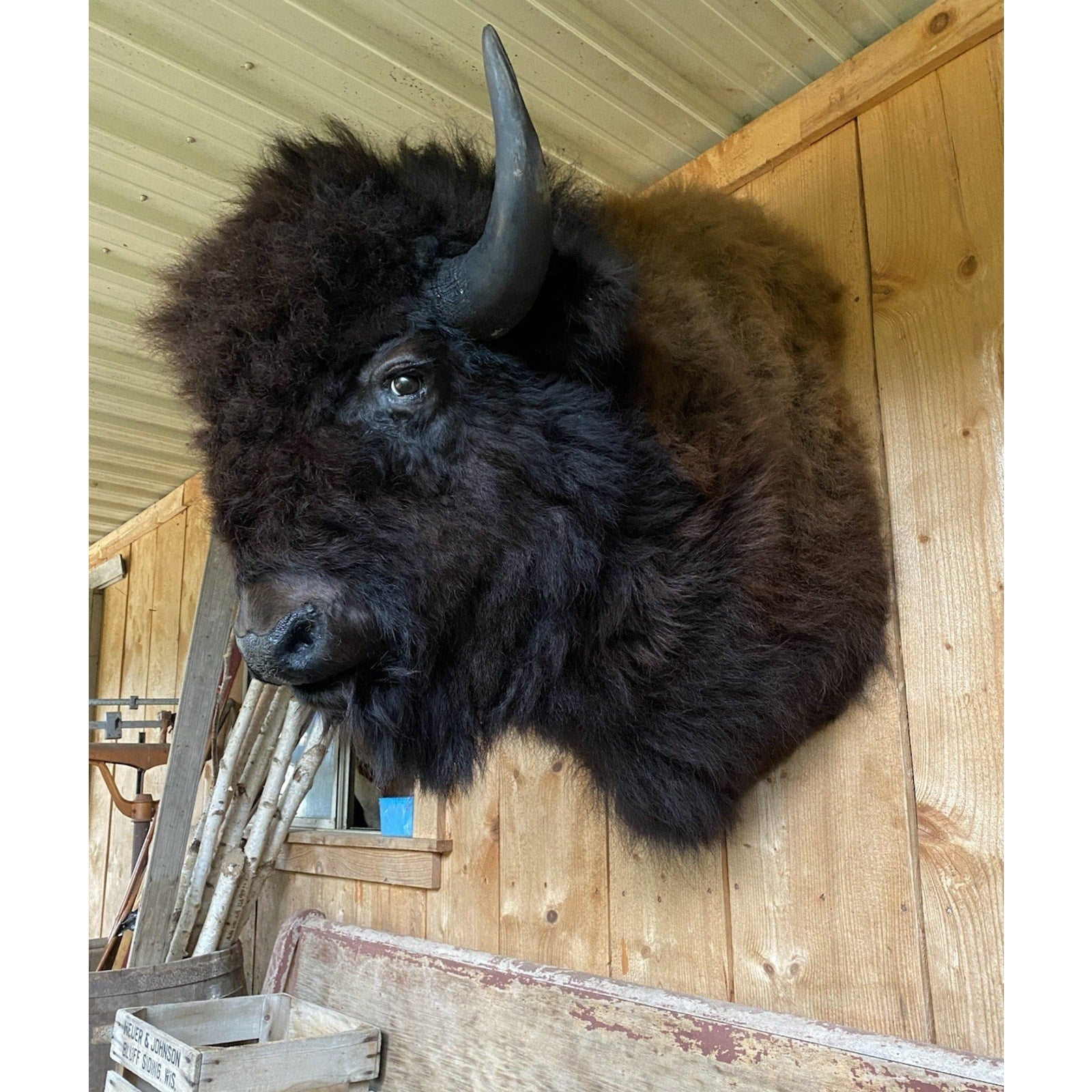 FHDAR42-XL Buffalo Taxidermy Shoulder mount Bull