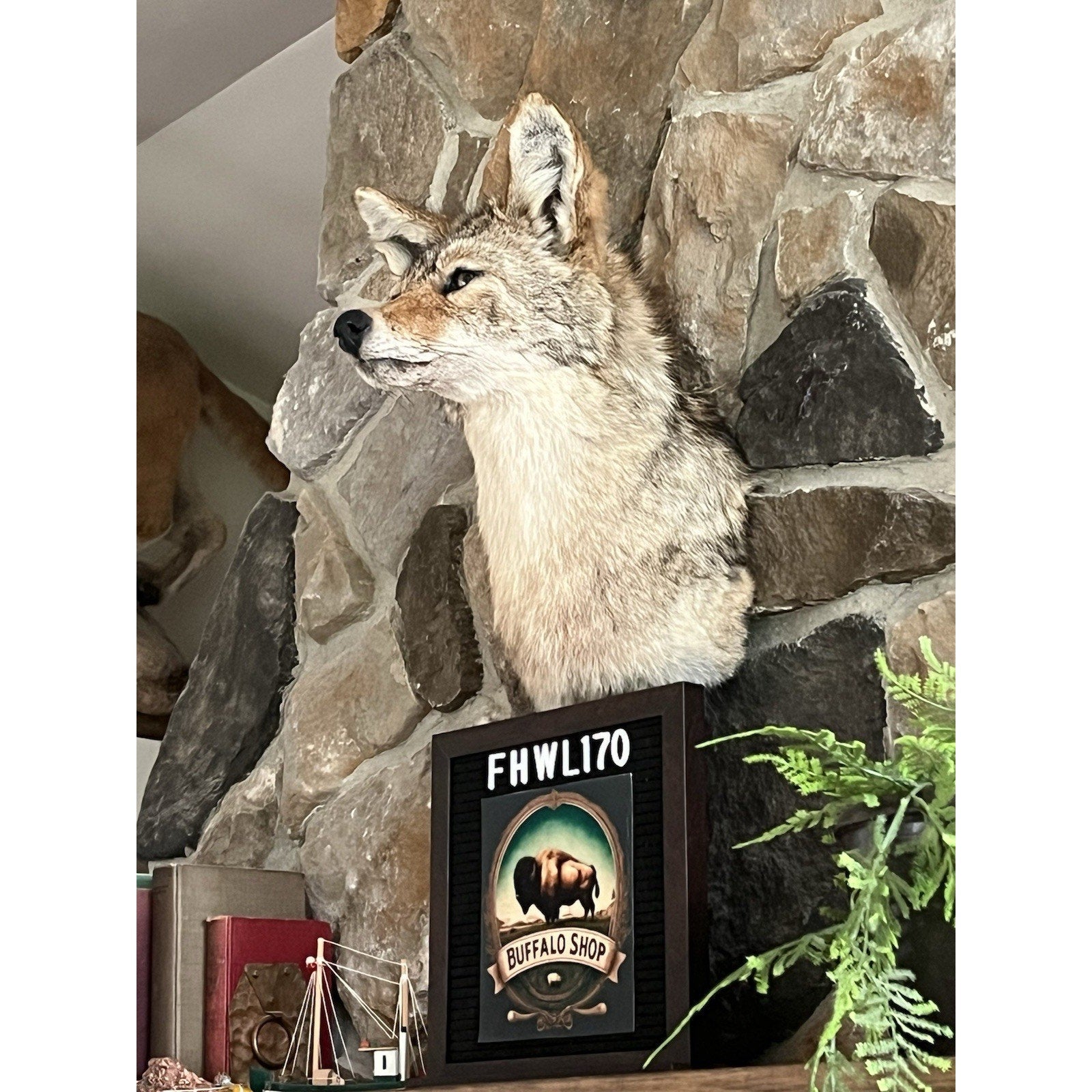 FHWL170 - Coyote Shoulder Museum Quality mount Taxidermy