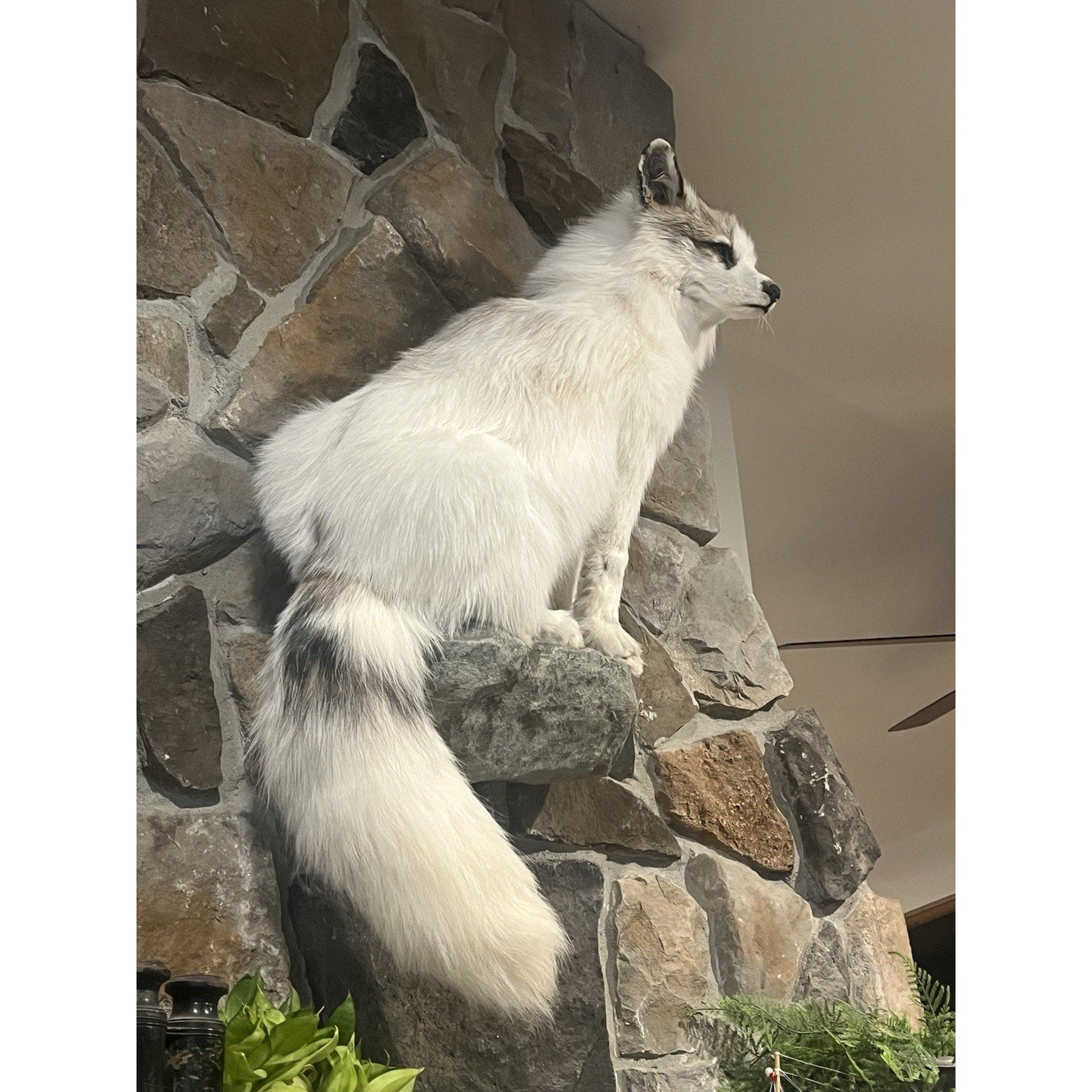 FHWL13 - White Cross Fox Taxidermy mount