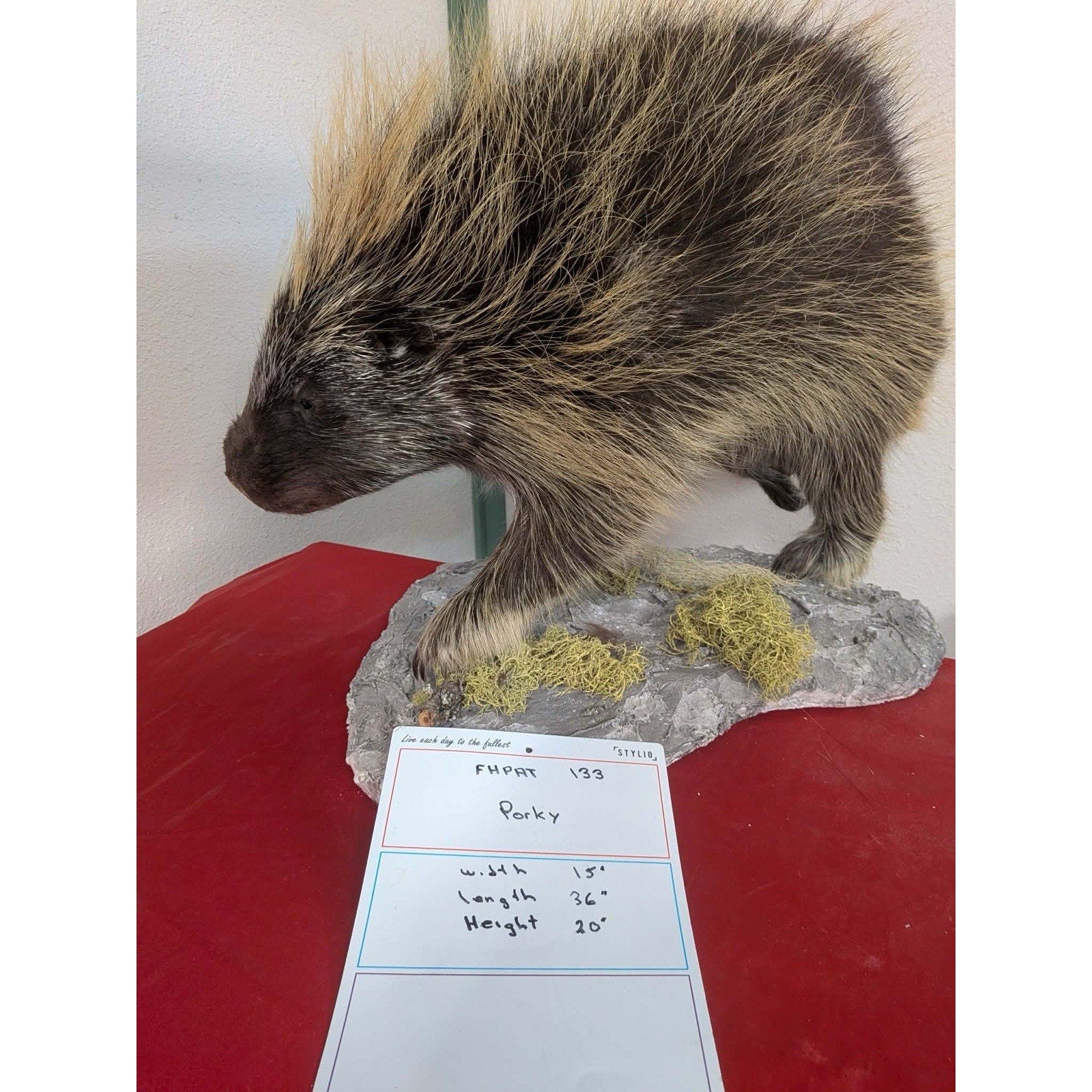 FHPAT133- Beautiful Montana Prime Winter Porcupine Full Taxidermy Mount