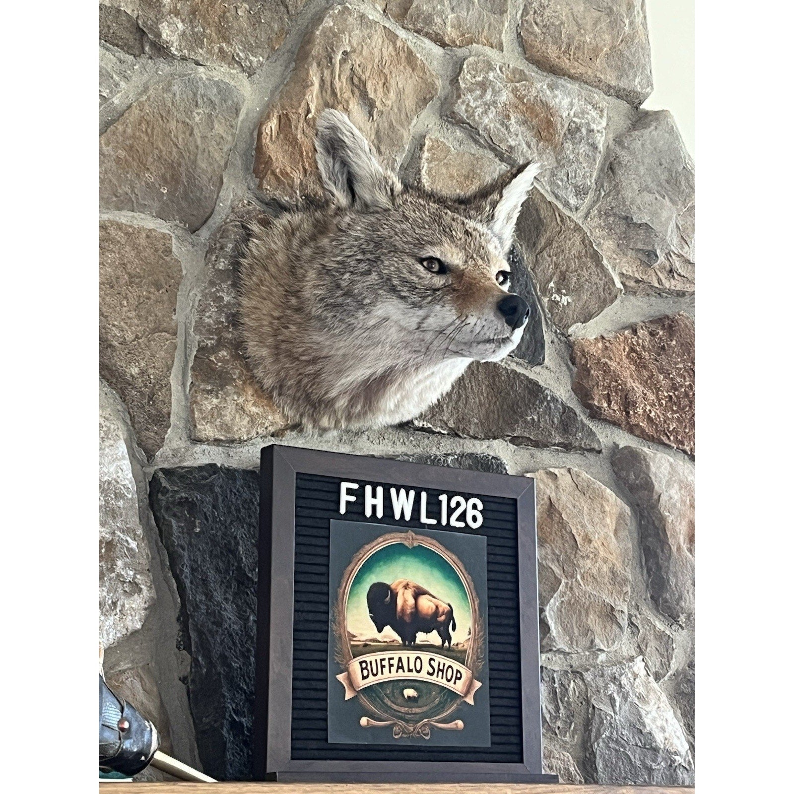 FHWL126 - Coyote Shoulder Museum Quality mount Taxidermy