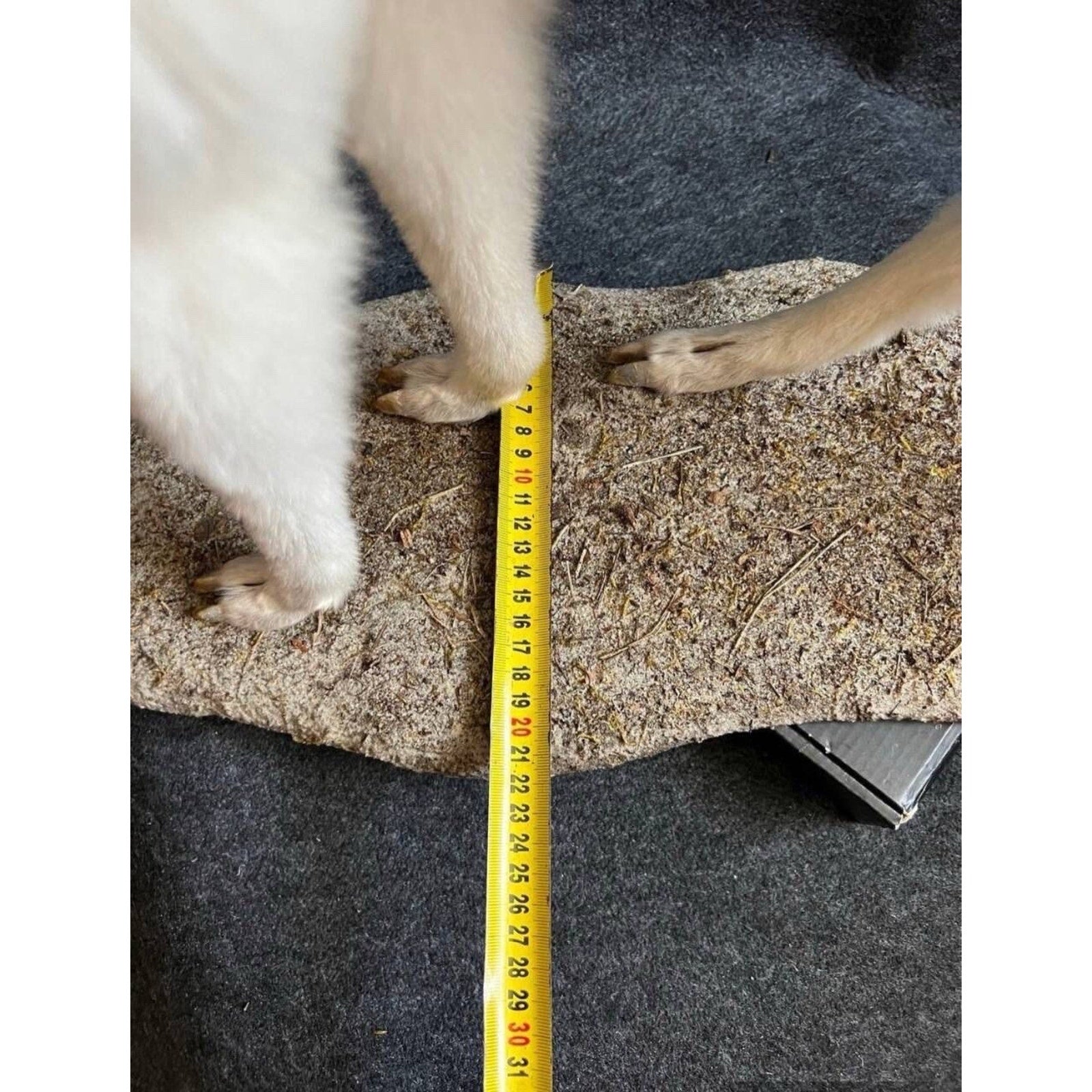 FHCM5 - Museum Quality Baby Llama Taxidermy Full Body Mount Lifesize