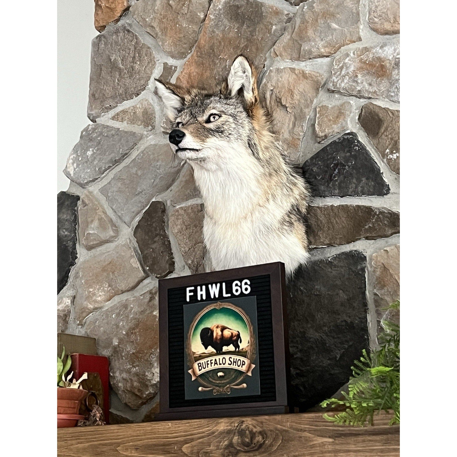 FHWL66 - Coyote Shoulder Museum Quality mount Taxidermy
