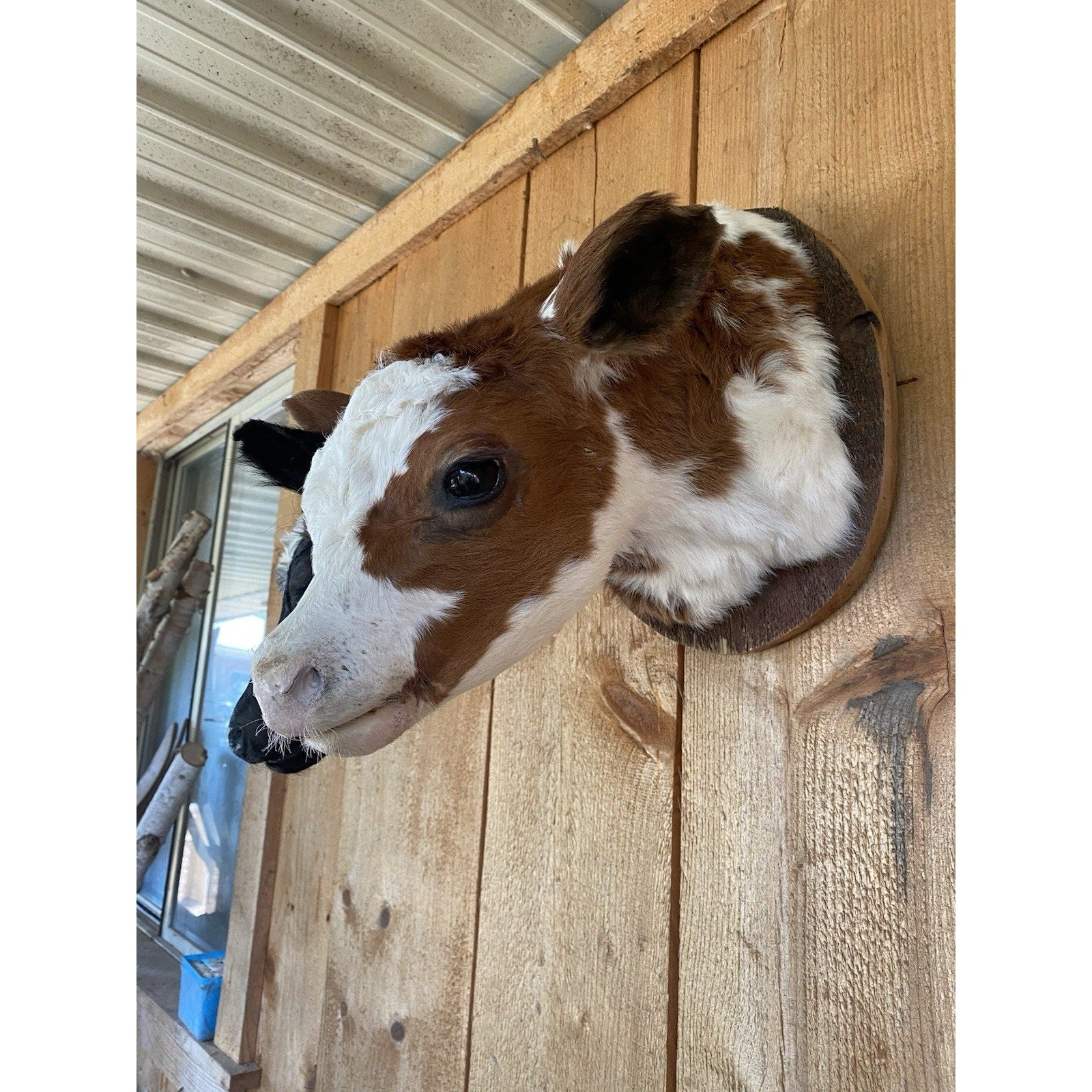 FHDARCA1 - Two headed calf cow taxidermy Gaff