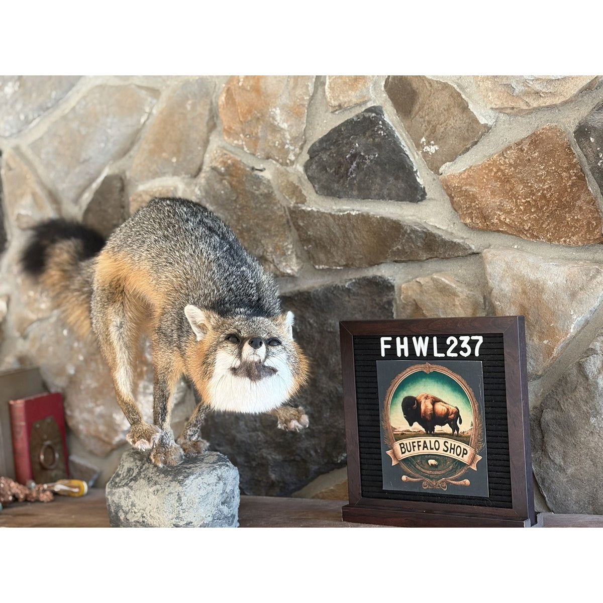 FHWL237- Grey Fox Taxidermy Full Body Mount Cabin Camp Man Cave