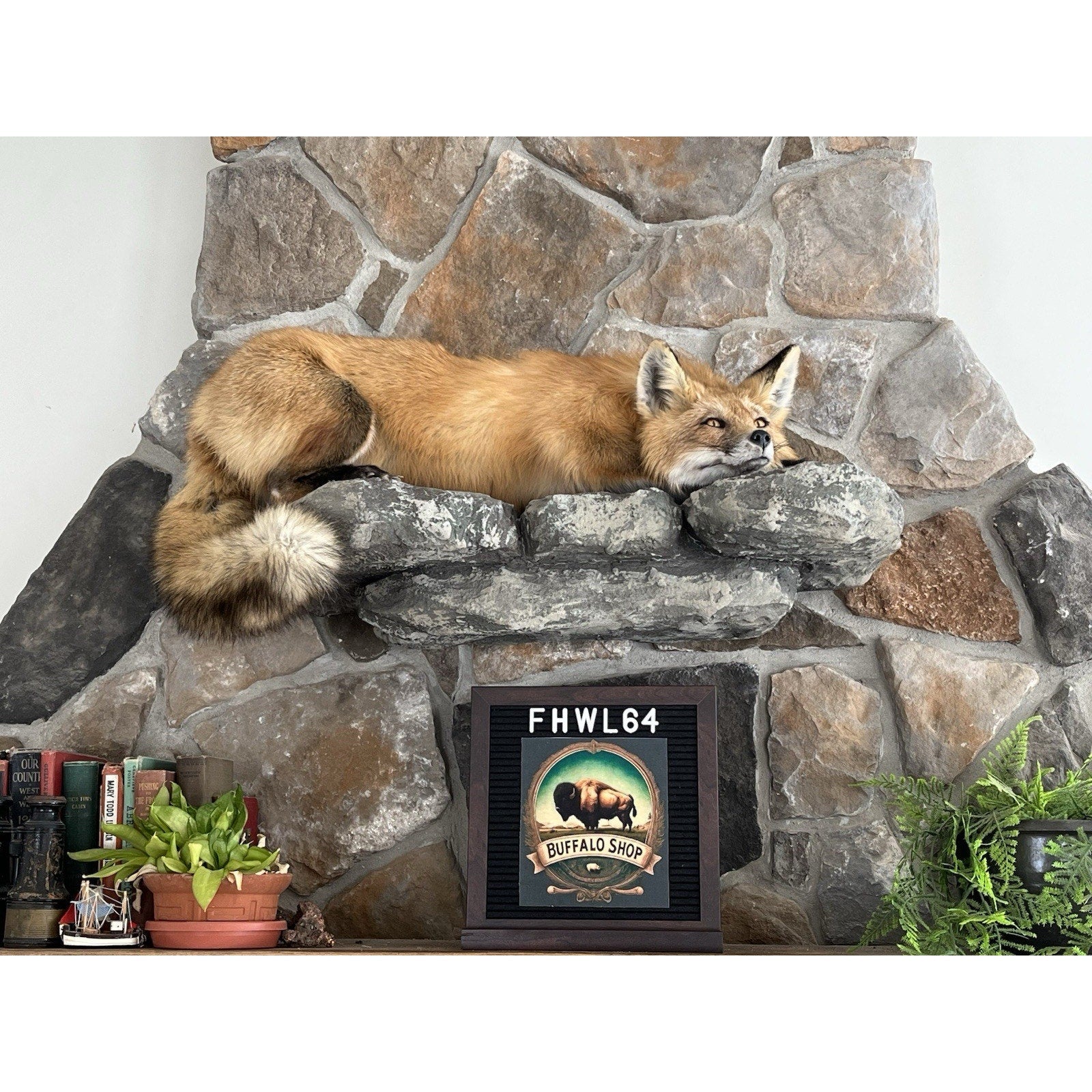 FHWL64 - Red Fox Taxidermy Full Body Mount