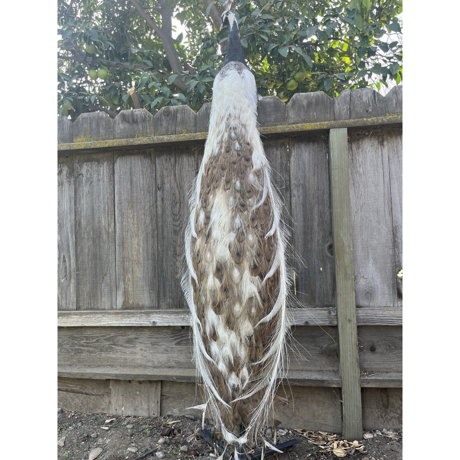 FHJOEL1002-Real Piebald PEACOCK Taxidermy Mount museum quality Facing Left
