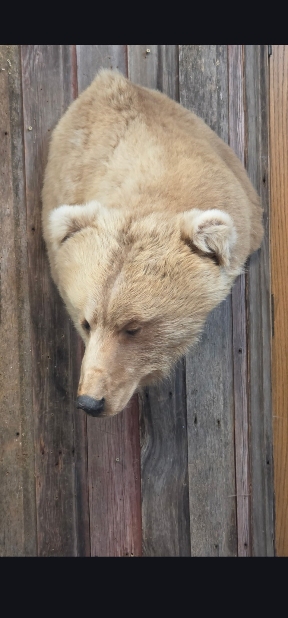 FHBRAD094 - Grizzly bear shoulder taxidermy mount