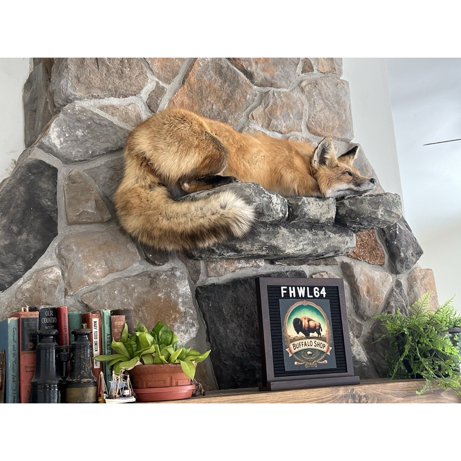 FHWL64 - Red Fox Taxidermy Full Body Mount