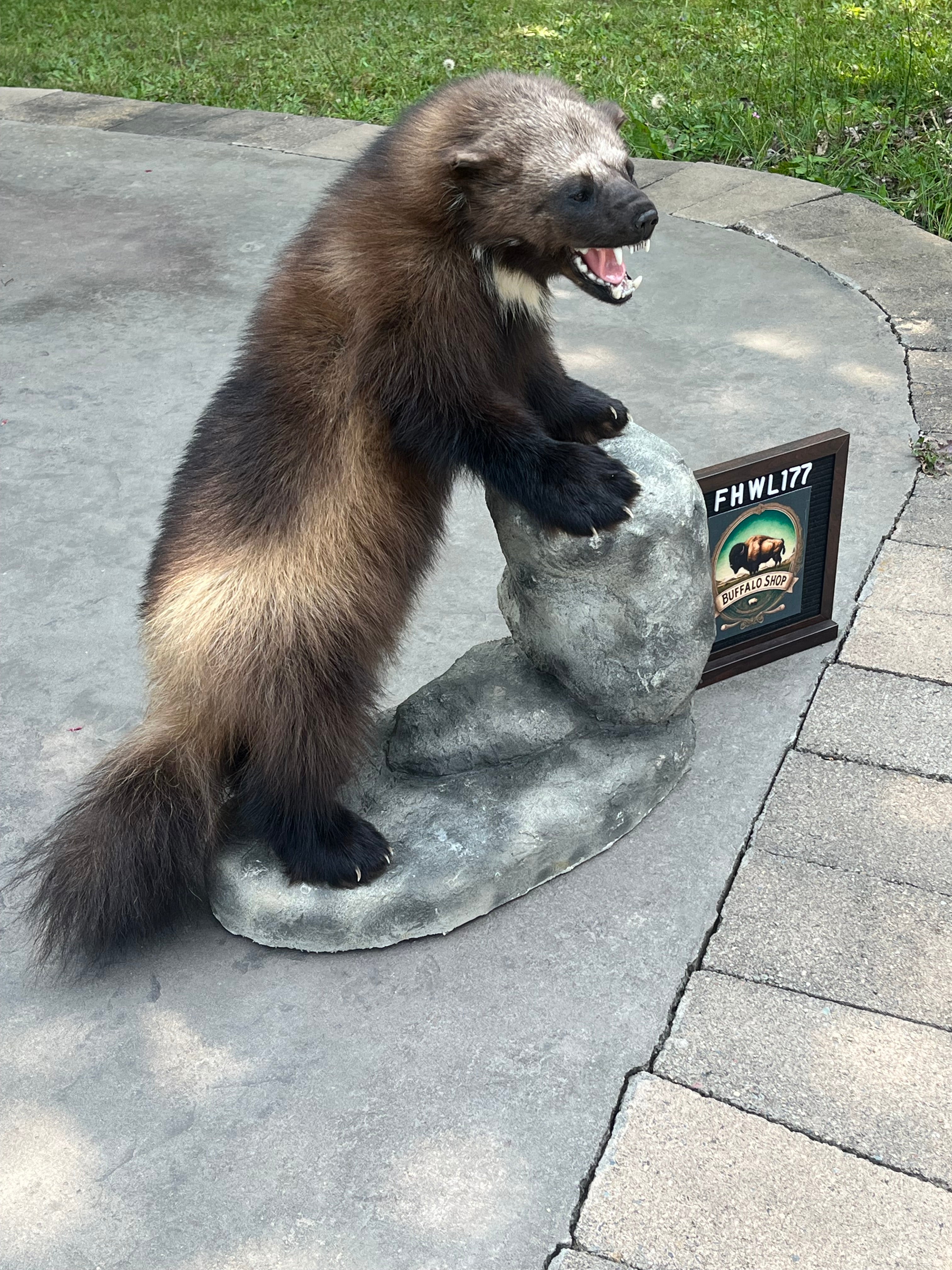 FHWL177 - Beautiful Aggressive Alaskan Wolverine Prime Fur Taxidermy Mount