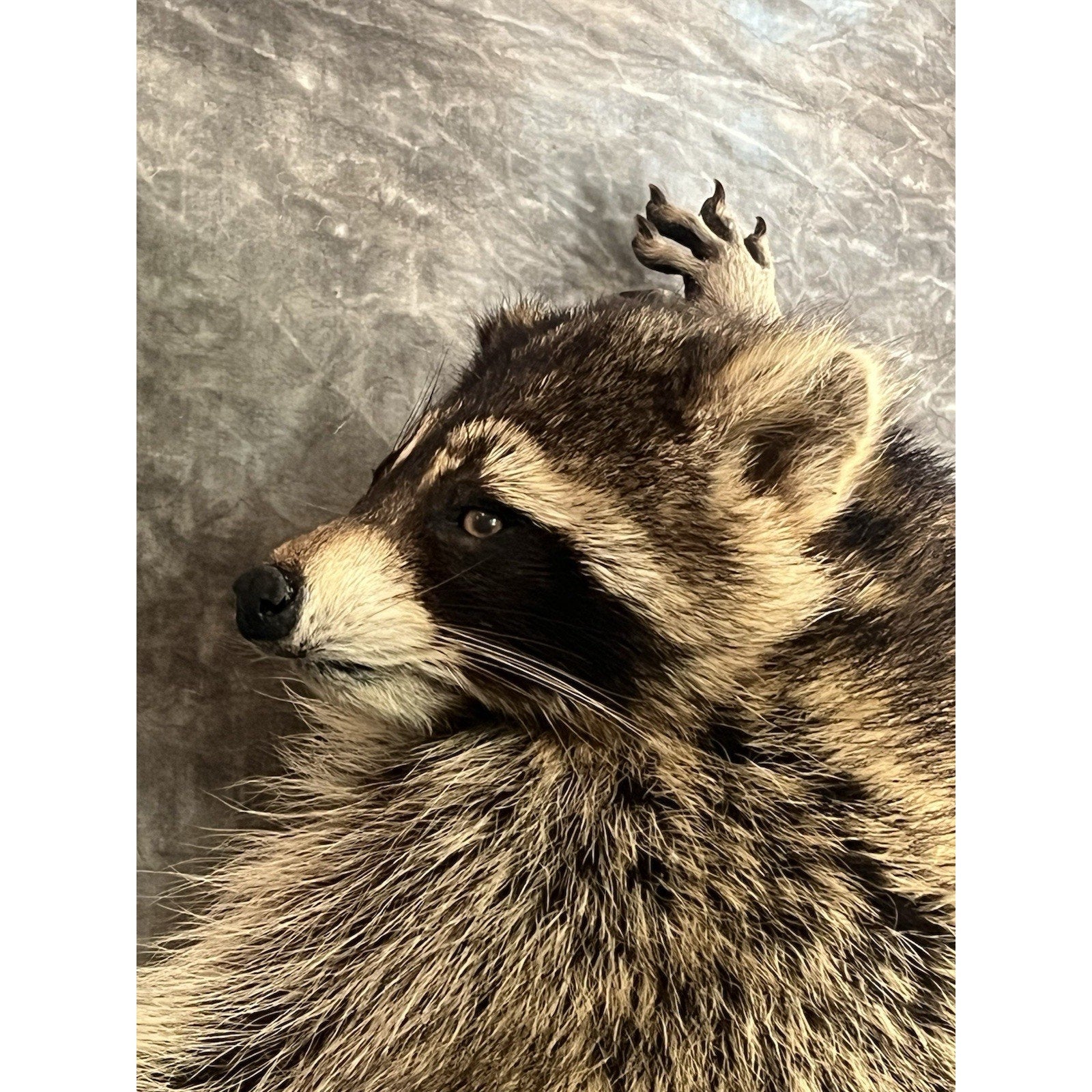 FHWL145- Fat Raccoon Taxidermy Mount
