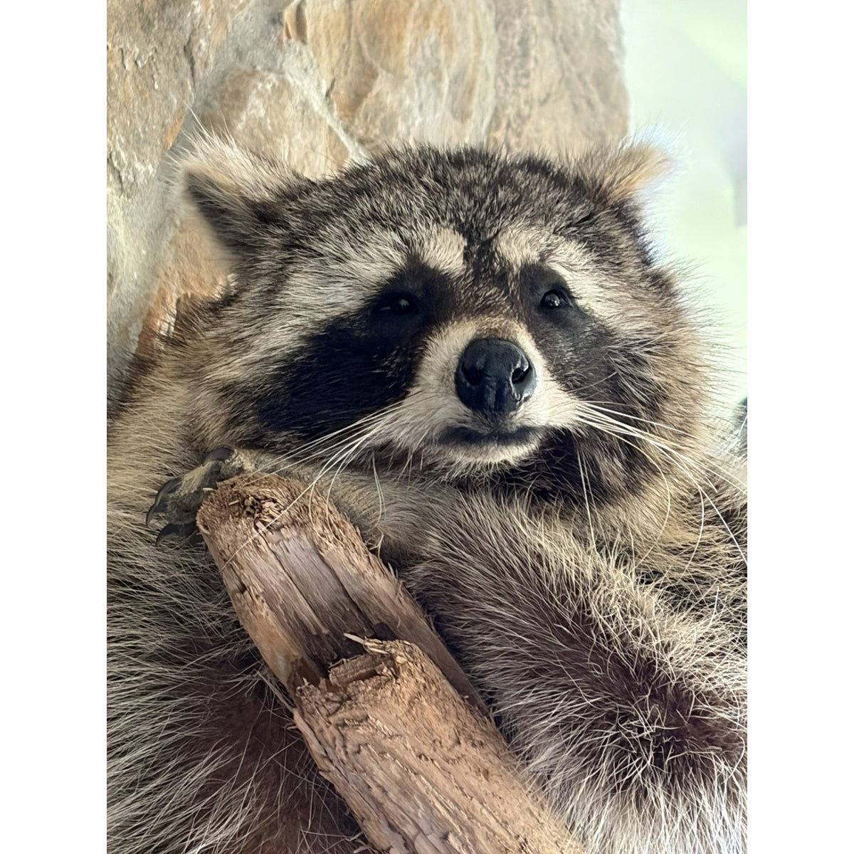 FHWL223 -premium Fat Raccoon Taxidermy Mount