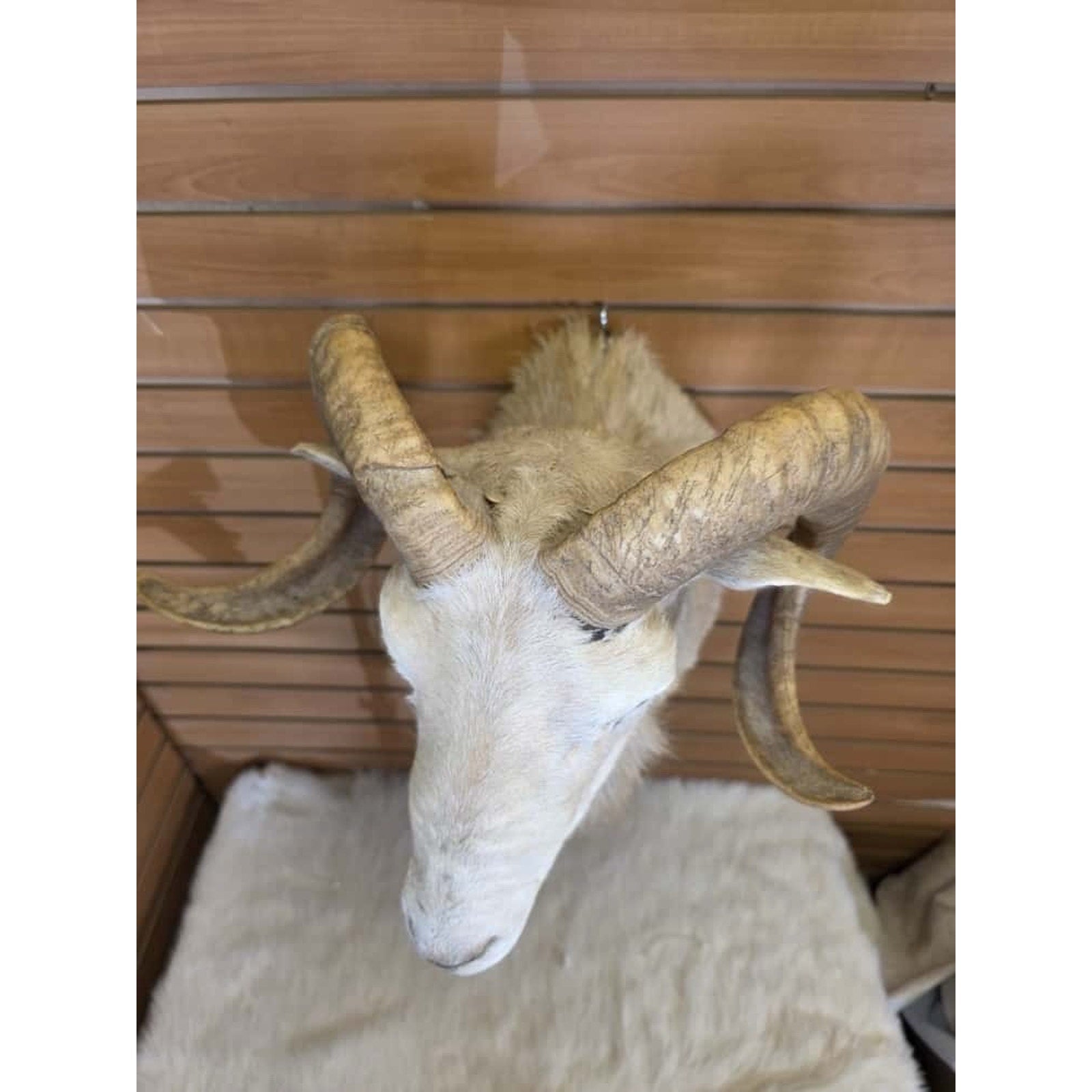 FHMN3 - Dall Sheep taxidermy shoulder mount