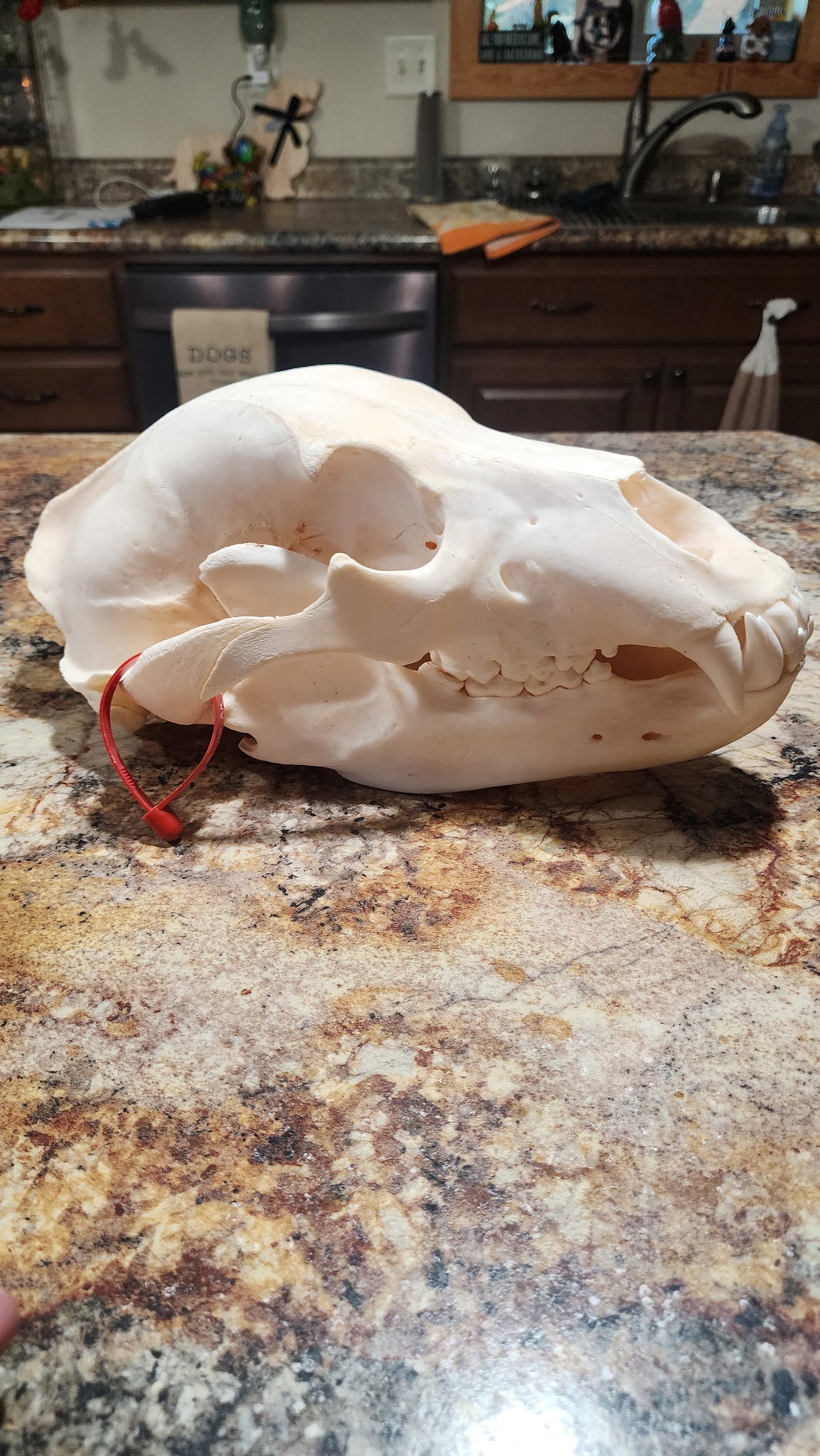 FHBRAD93 - real Grizzly bear skull