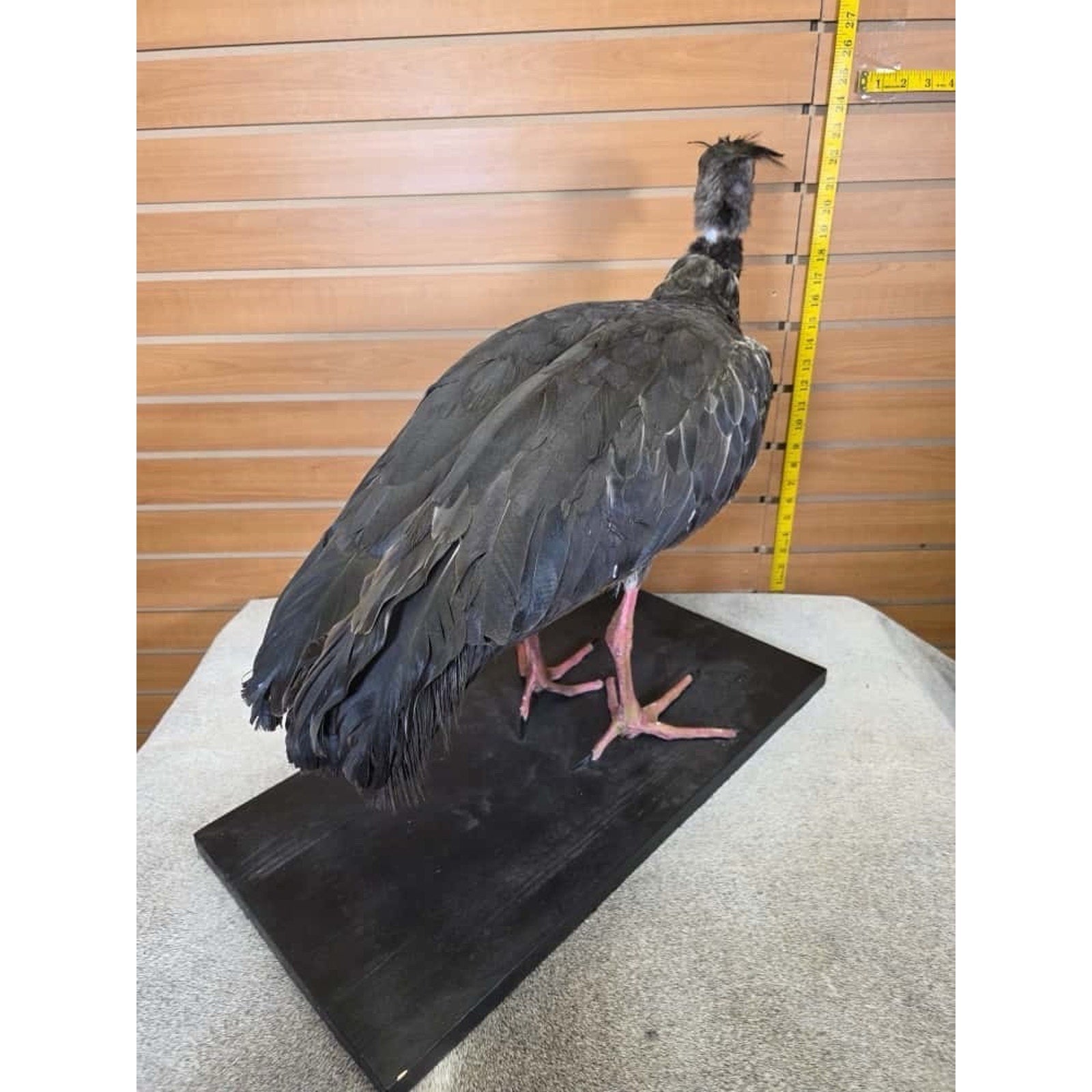 FHCM3 -Southern screamer Bird Taxidermy Mount
