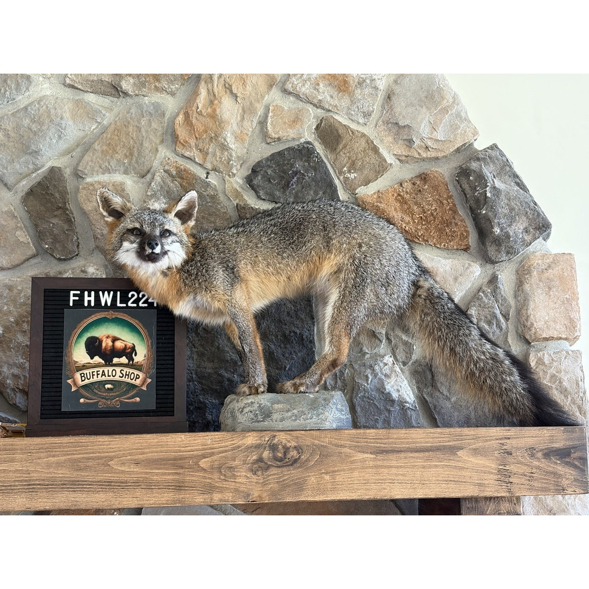FHWL224 - Grey Fox Taxidermy Full Body Mount Cabin Camp Man Cave