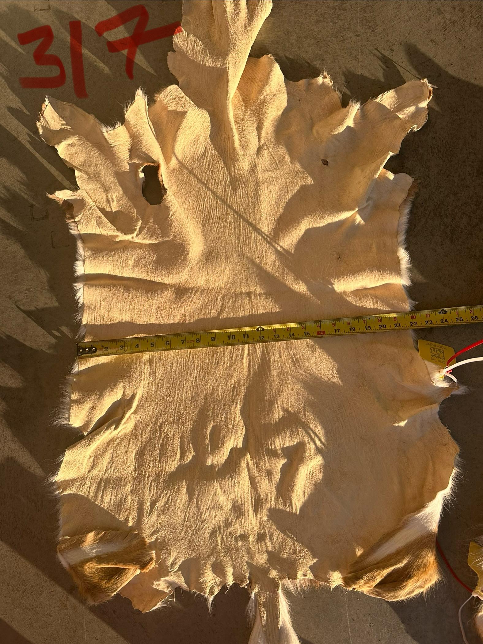 FHWA400 - Professionally tanned XL axis deer hide