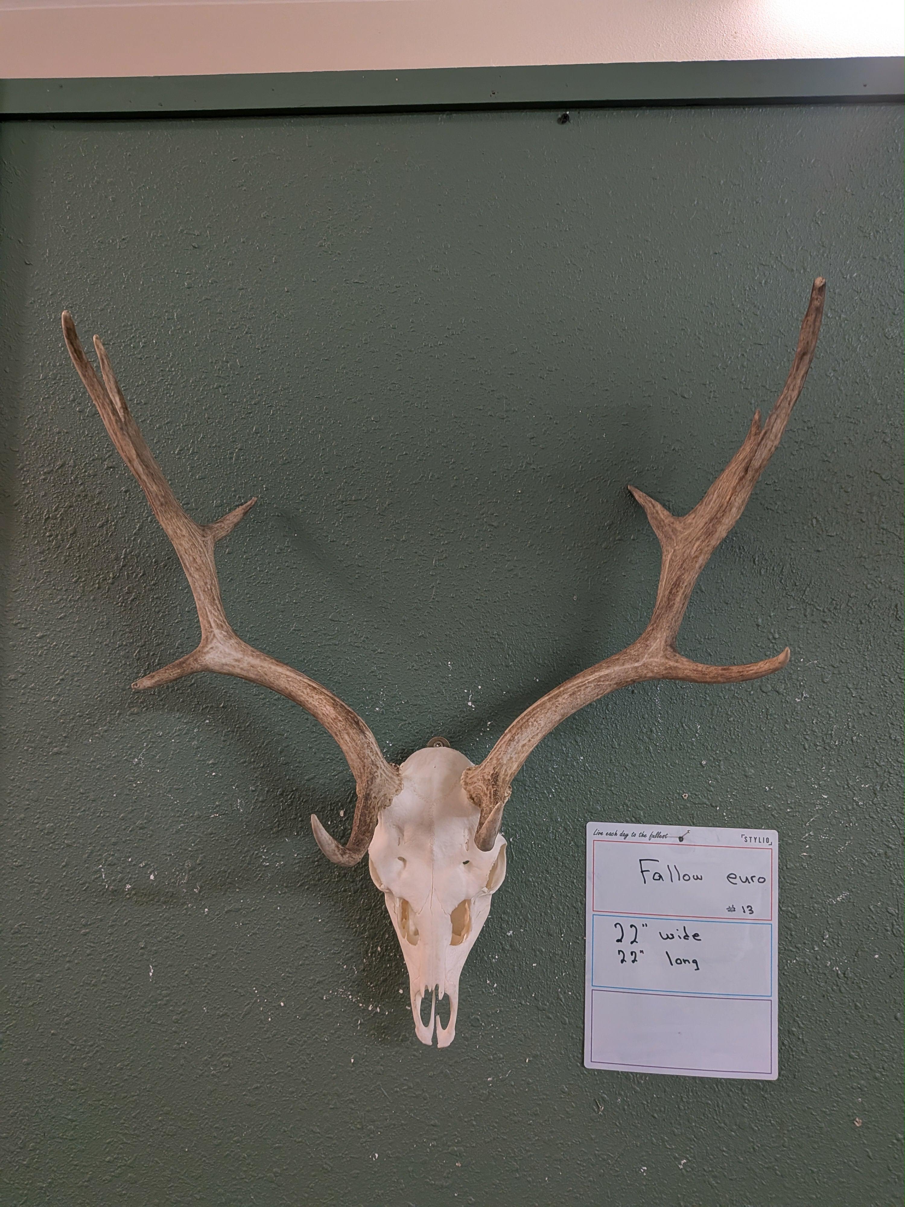 FHSUZ8 - Fallow Euro Skull Taxidermy Mount