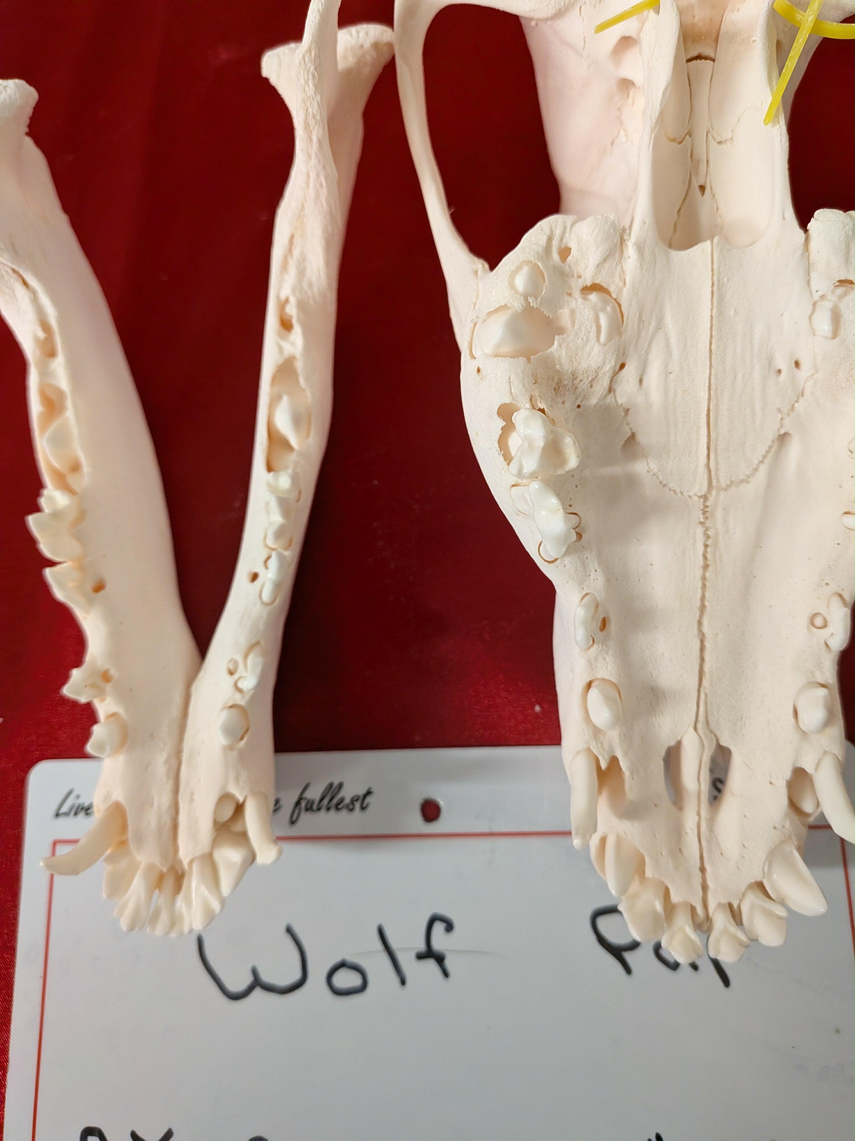 FHSUZW13 - Wolf Pup Skull Perfect Teeth