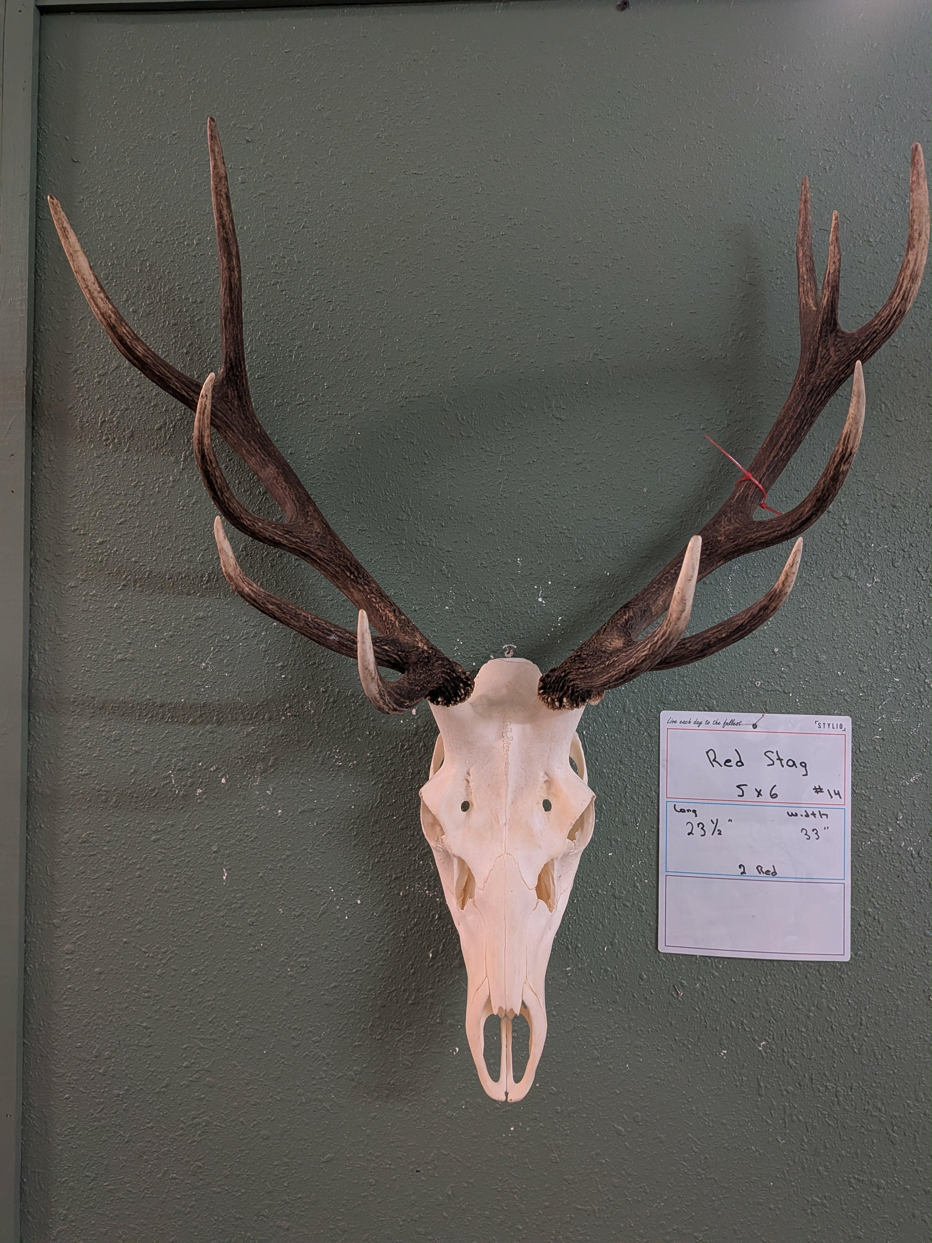 FHSUZ7 - Red Stag Skull For Sale Taxidermy Mount