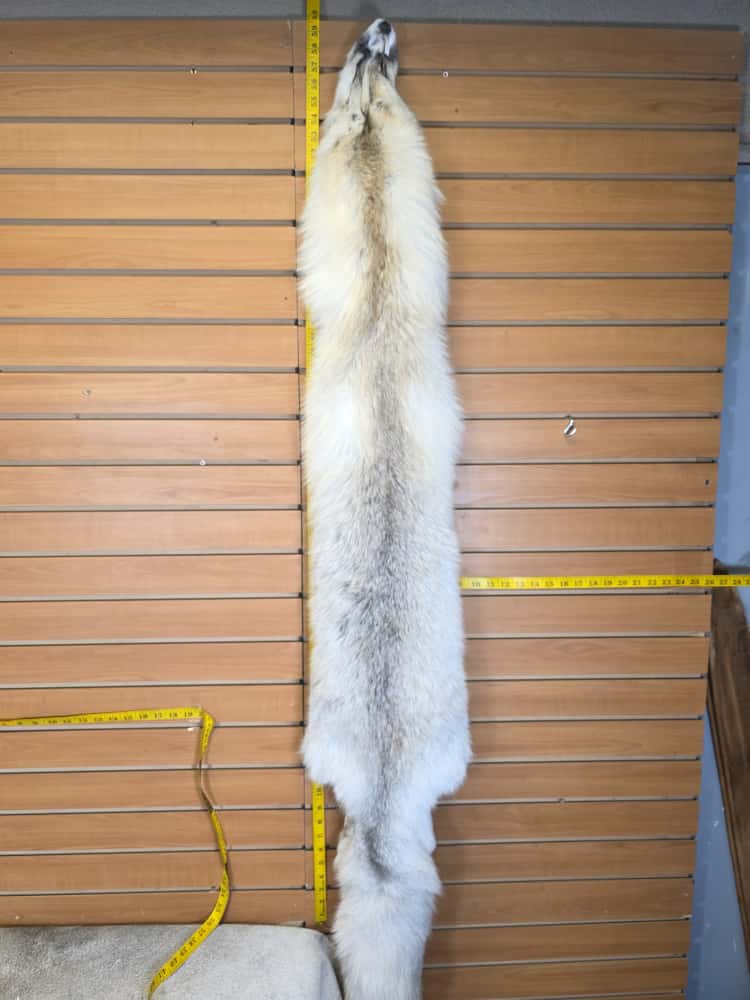 JTV291 - Champagne Fox Fur – Taxidermy Mount