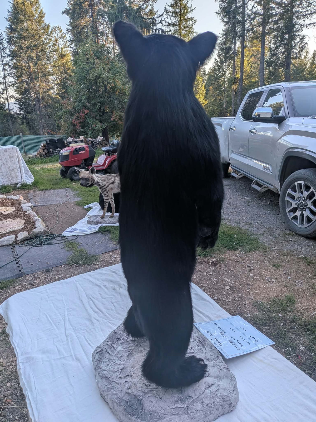FHPAT236 - Extremely cute baby bear taxidermy tiny imount (Copy)