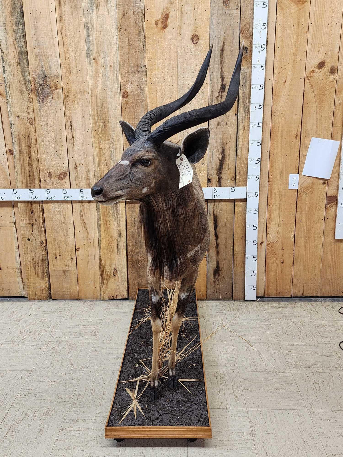 Fh31S - FAfrican Nyala Full Body Taxidermy Mount