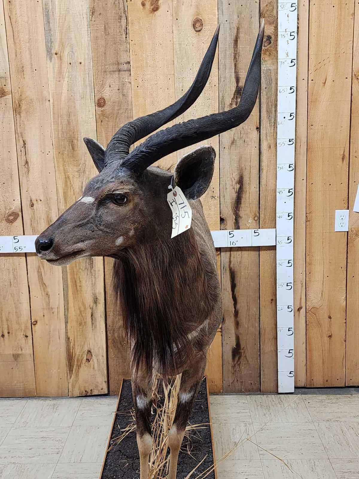 Fh31S - FAfrican Nyala Full Body Taxidermy Mount
