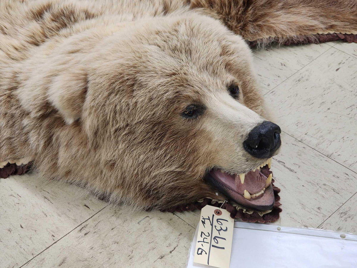 FH24G- Blonde Phase Russian Brown Bear Rug Taxidermy