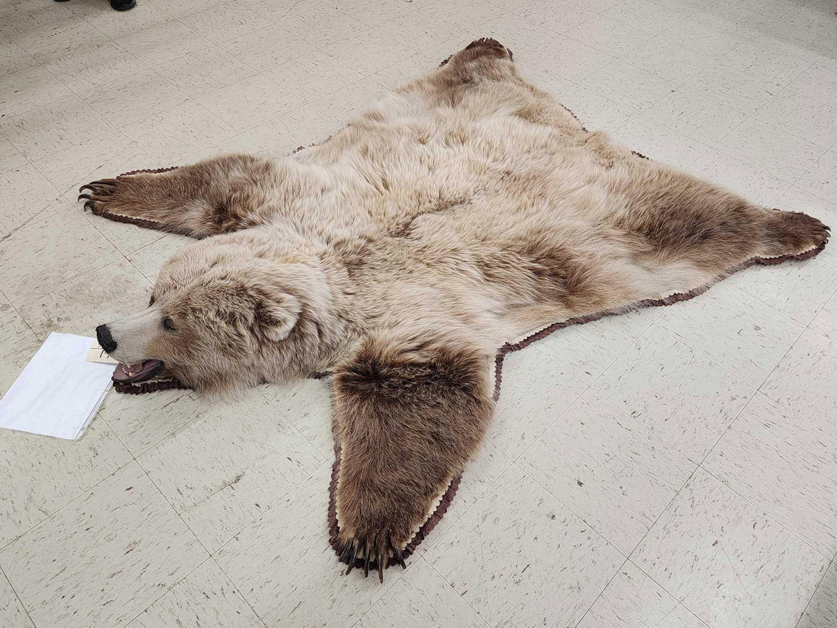 FH24G- Blonde Phase Russian Brown Bear Rug Taxidermy