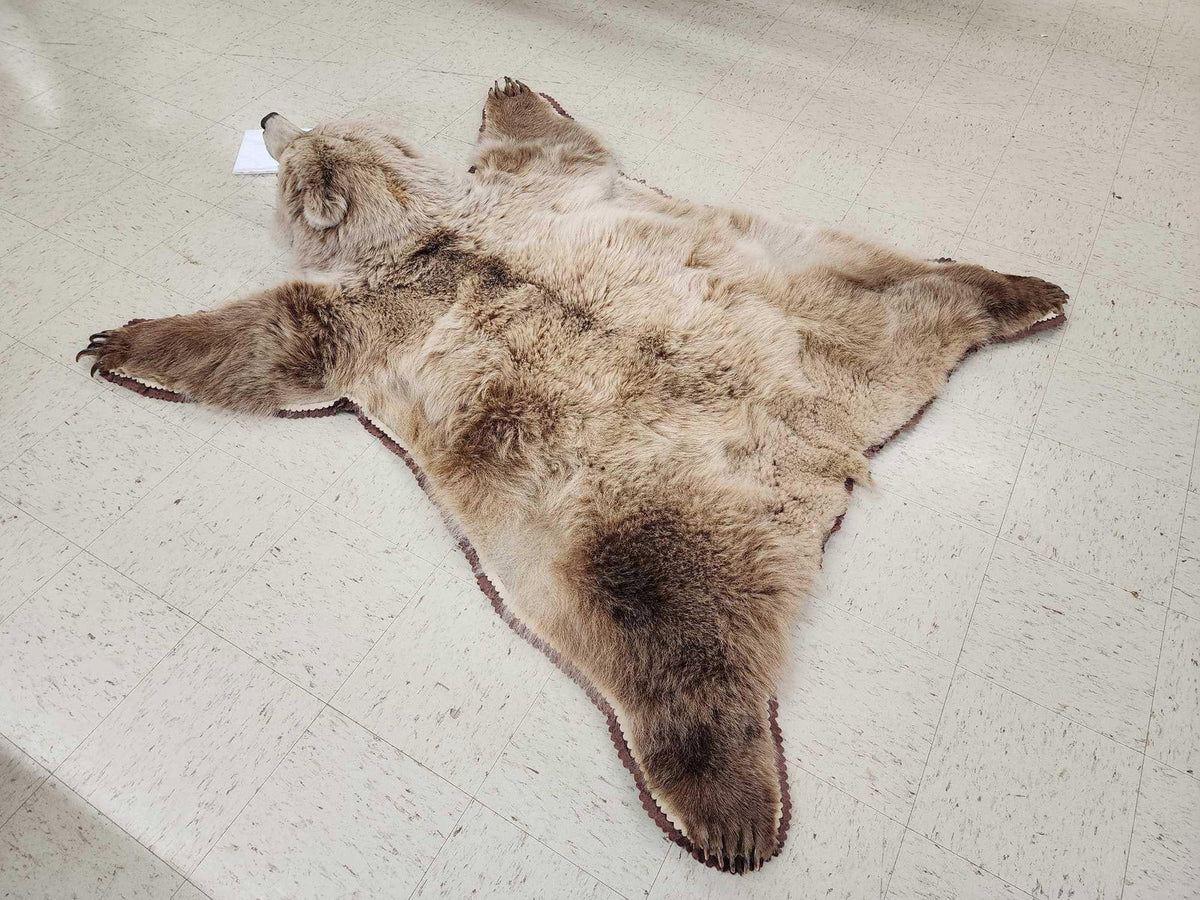 FH24G- Blonde Phase Russian Brown Bear Rug Taxidermy