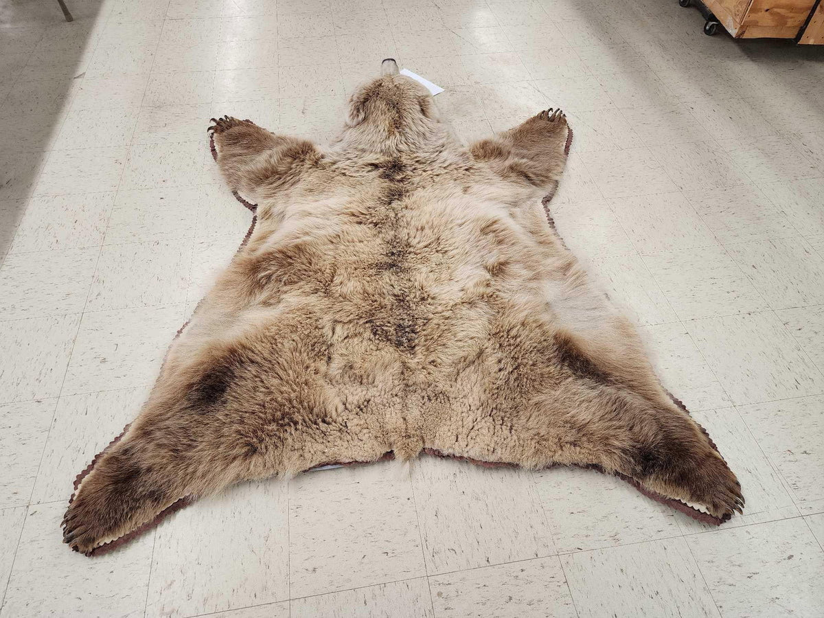 FH24G- Blonde Phase Russian Brown Bear Rug Taxidermy