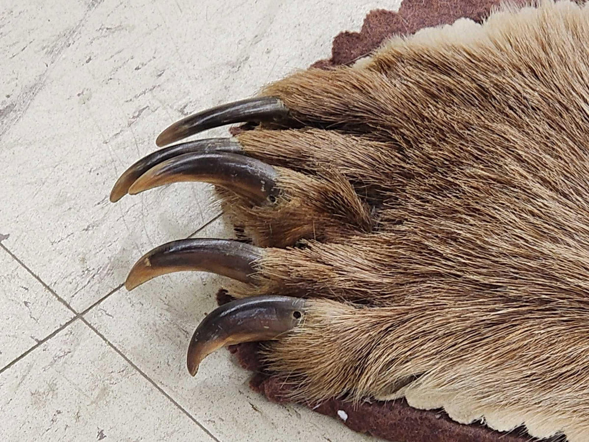FH24G- Blonde Phase Russian Brown Bear Rug Taxidermy