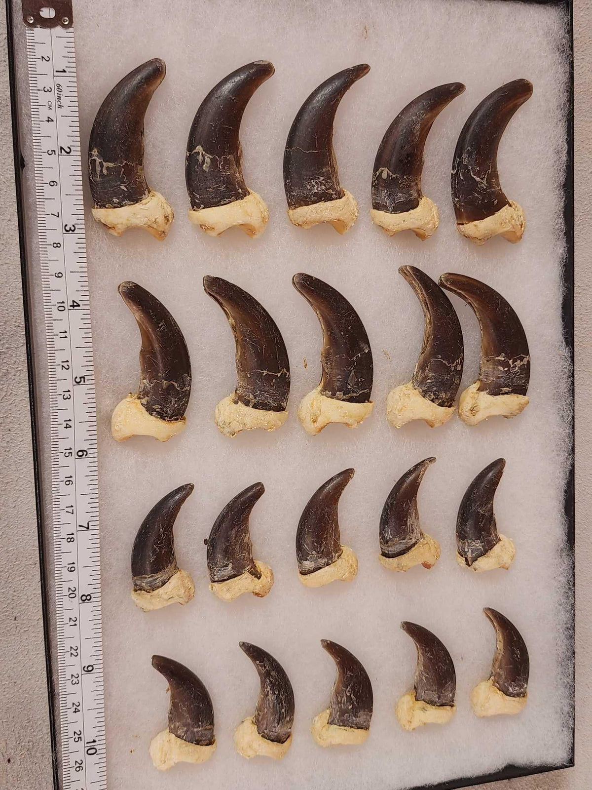 FH29 - Complete Set Of 20 Alaskan Brown Bear Claws Taxidermy