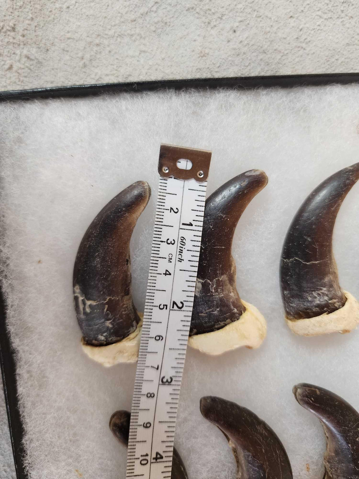FH29 - Complete Set Of 20 Alaskan Brown Bear Claws Taxidermy