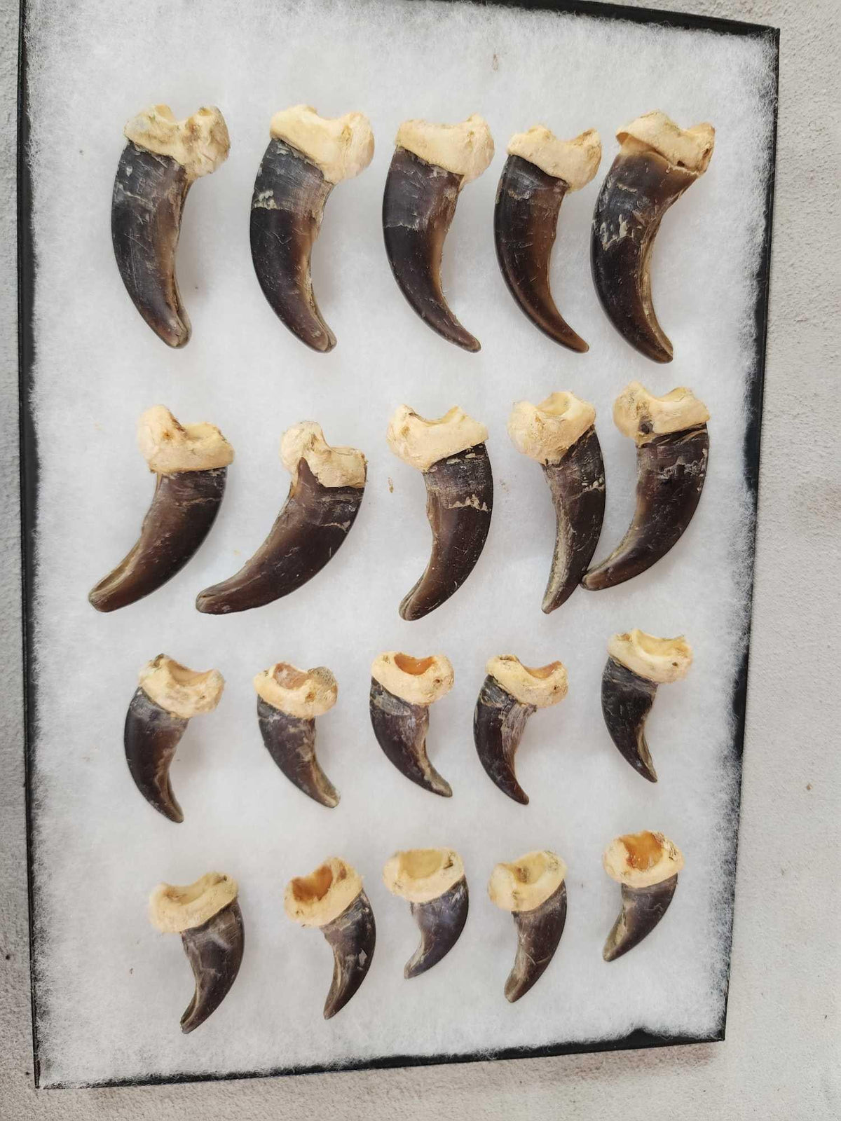 FH29 - Complete Set Of 20 Alaskan Brown Bear Claws Taxidermy