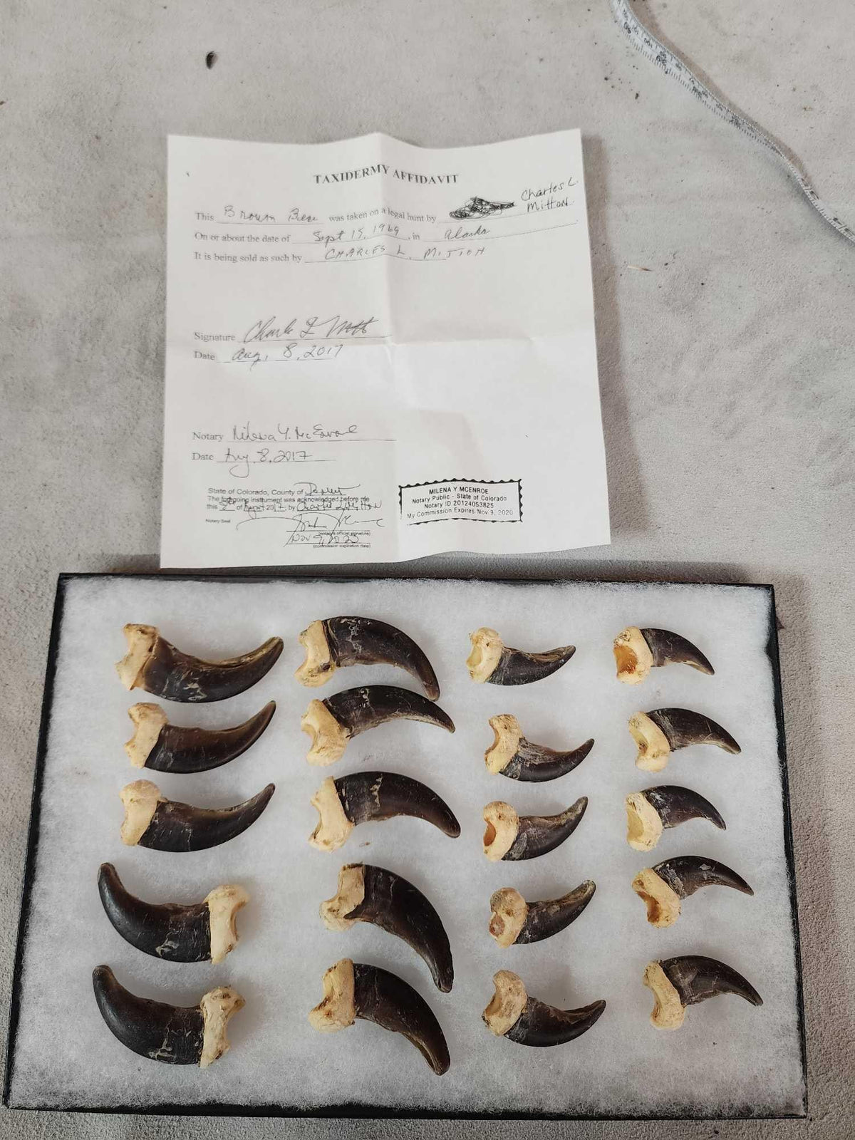 FH29 - Complete Set Of 20 Alaskan Brown Bear Claws Taxidermy