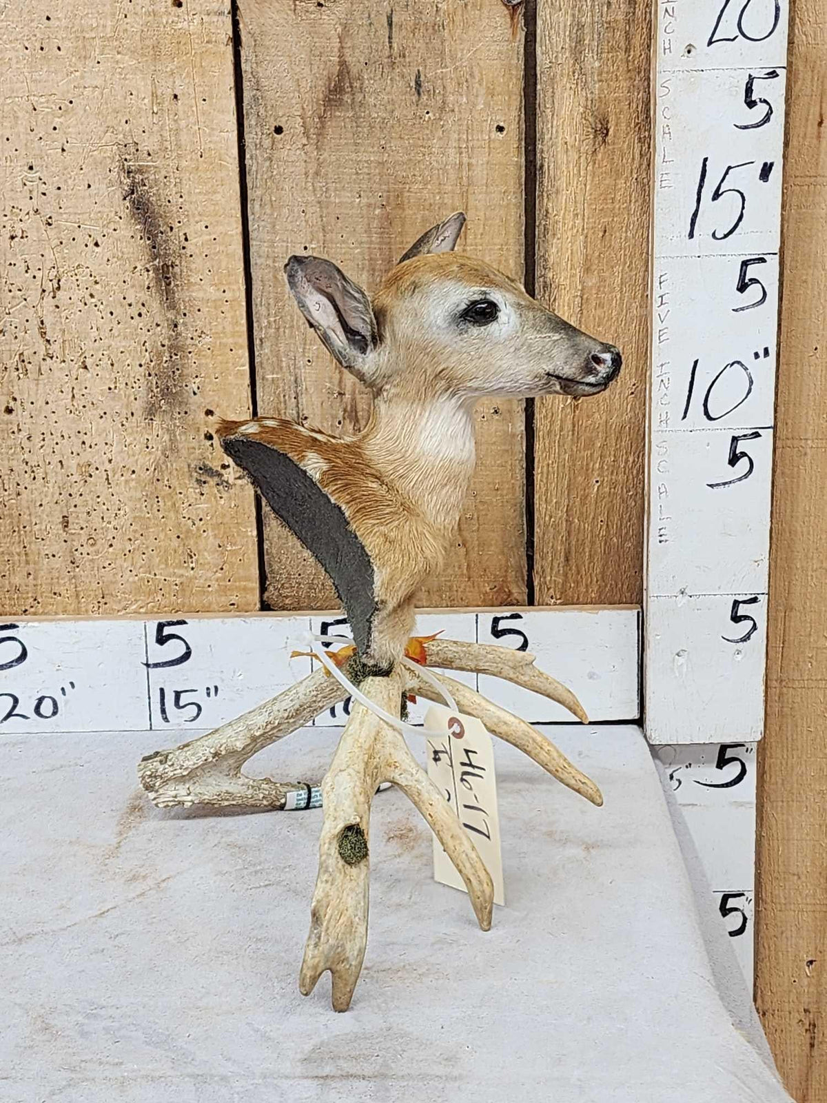 FH29A - Whitetail Fawn Table Top Pedestal Taxidermy Mount