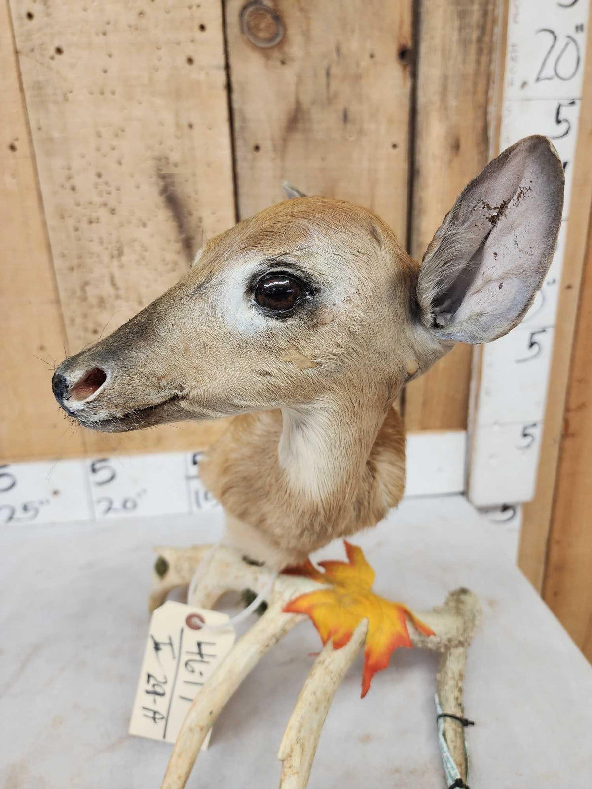 FH29A - Whitetail Fawn Table Top Pedestal Taxidermy Mount