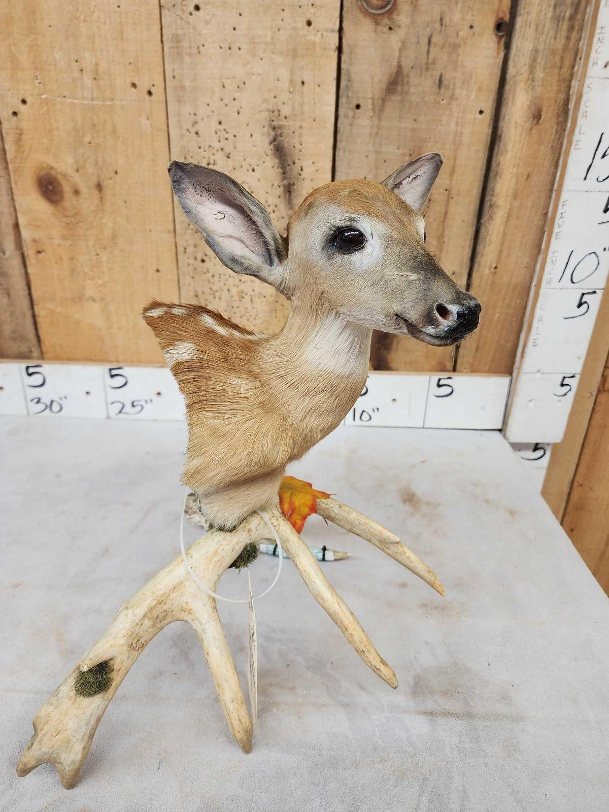 FH29A - Whitetail Fawn Table Top Pedestal Taxidermy Mount