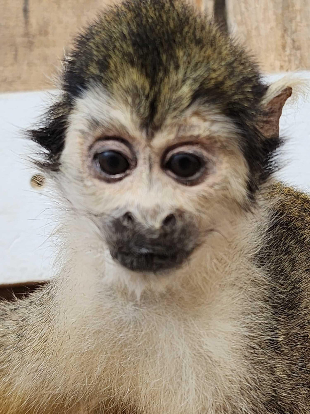 FH29C - Squirrel Monkey Full Body Taxidermy Mount